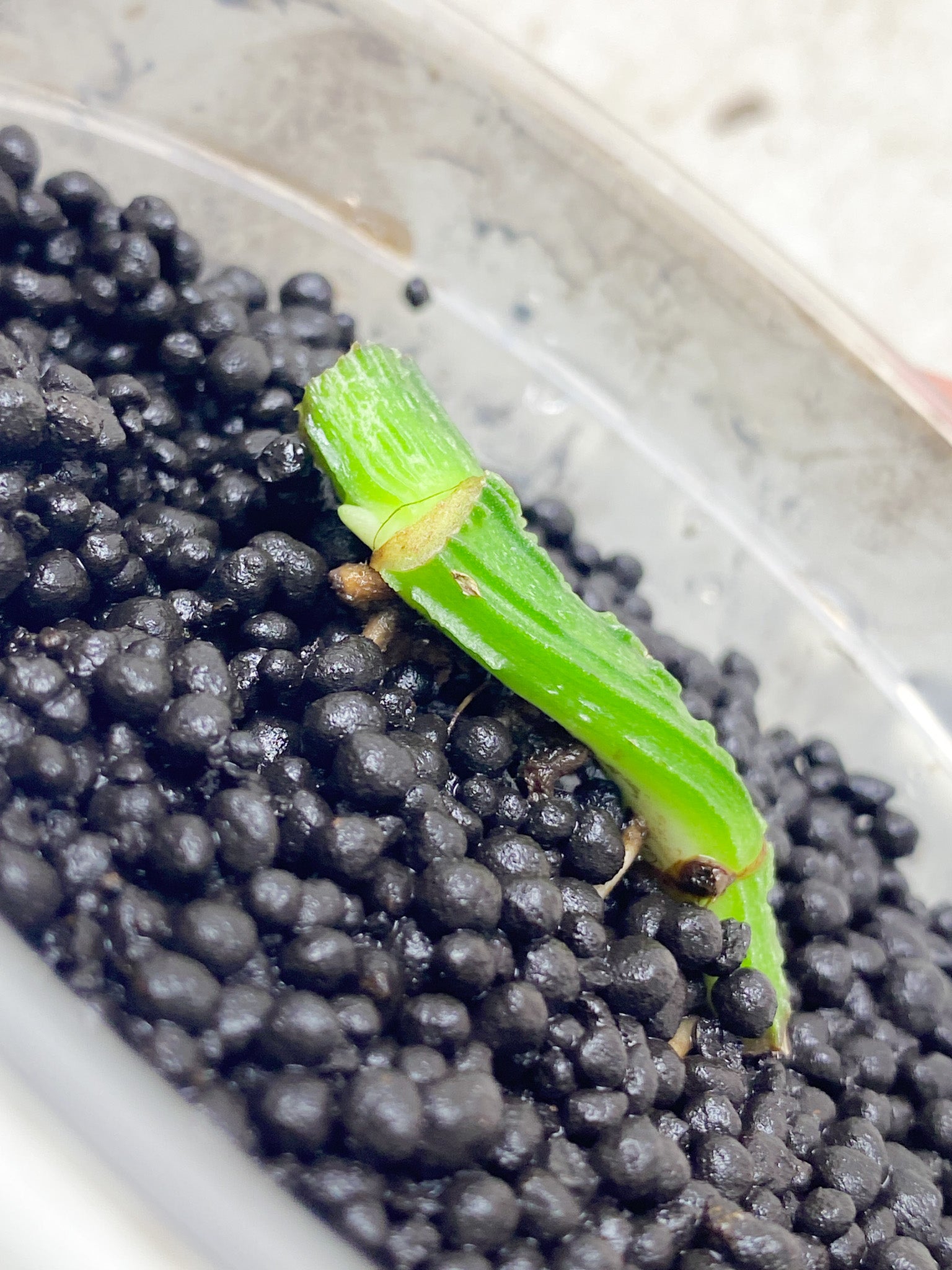 Epipremnum Mint double node with two sprouts (rooting)