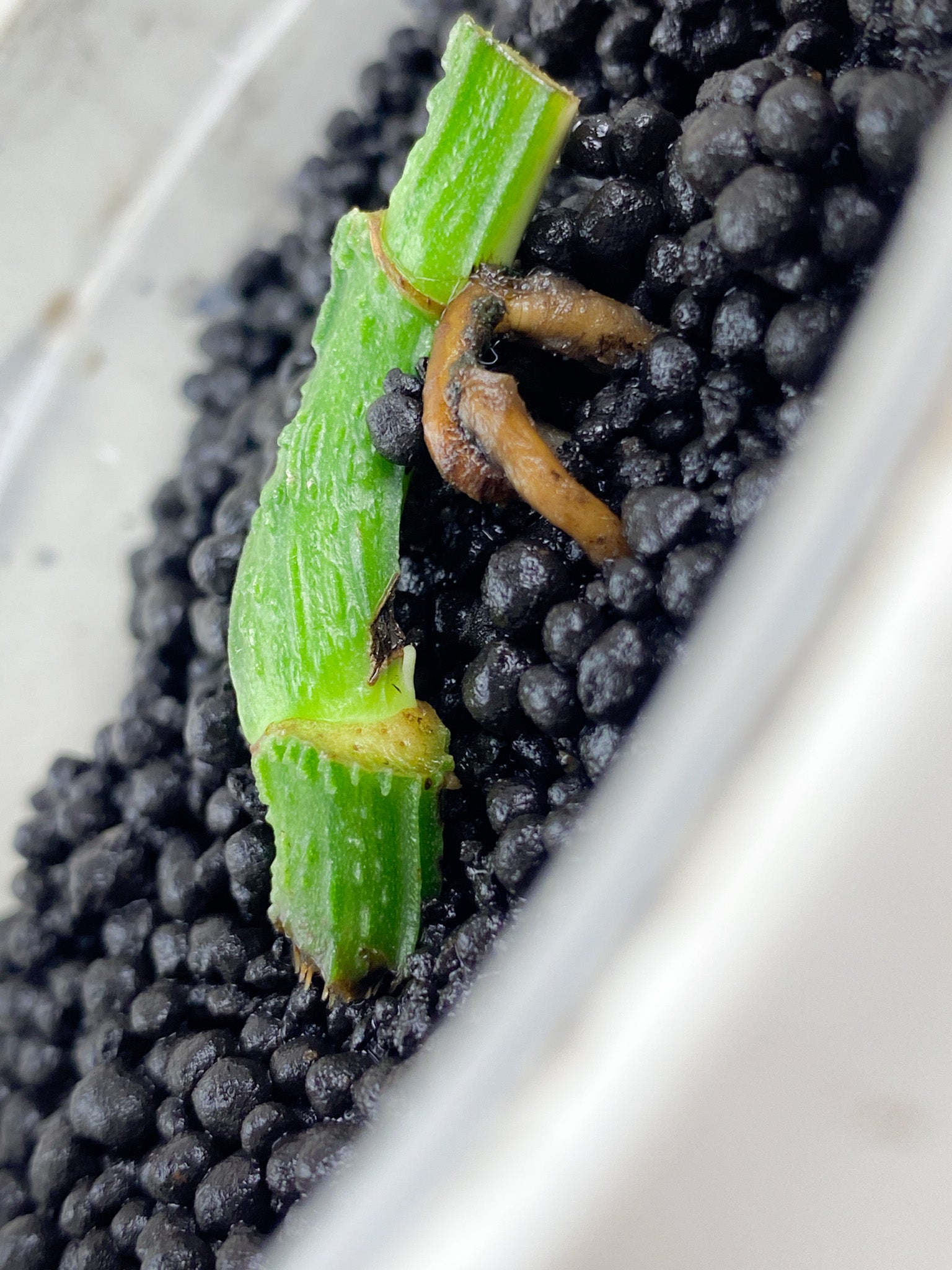 Epipremnum Mint double node with two sprouts (rooting)