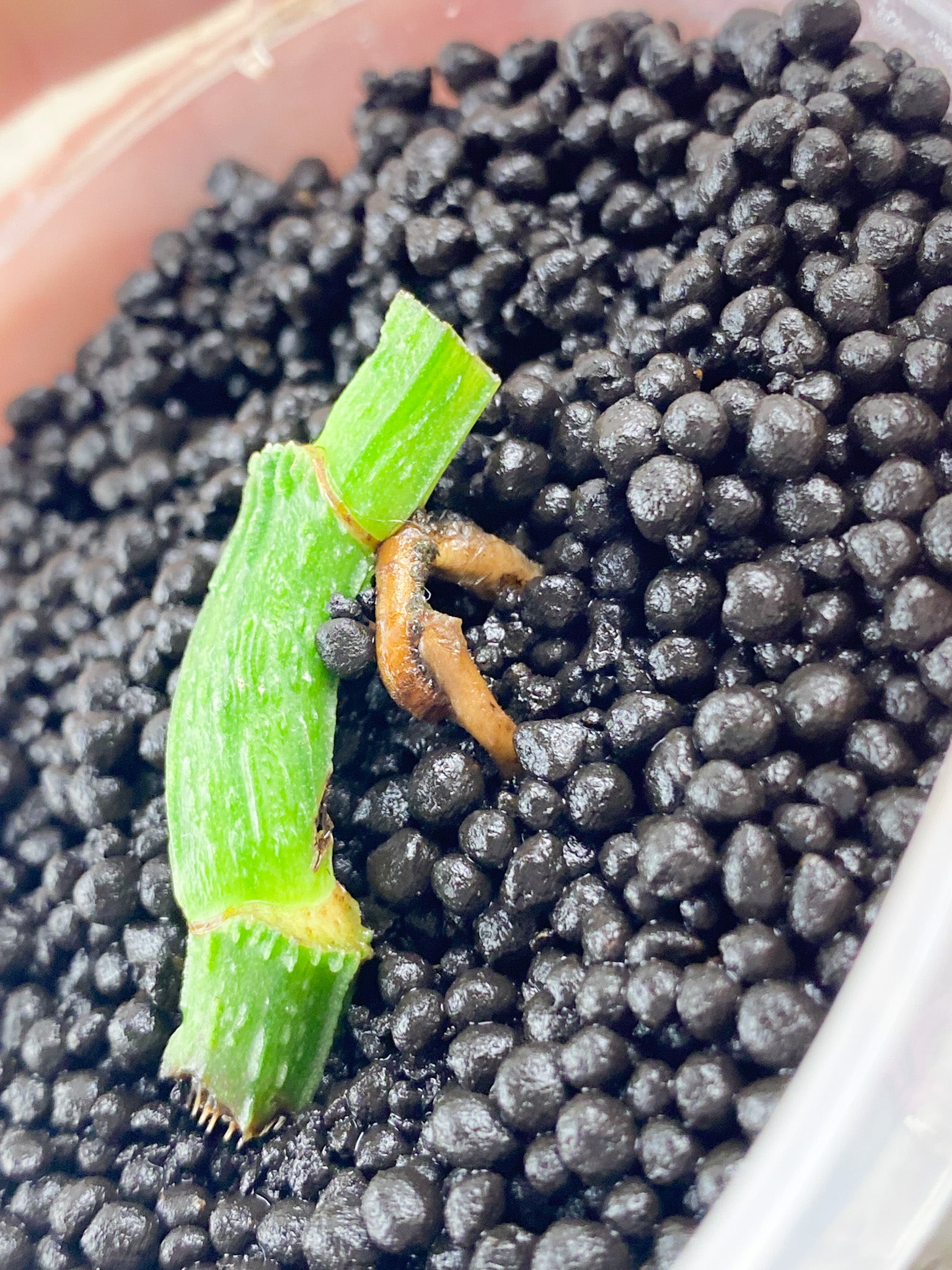 Epipremnum Mint double node with two sprouts (rooting)