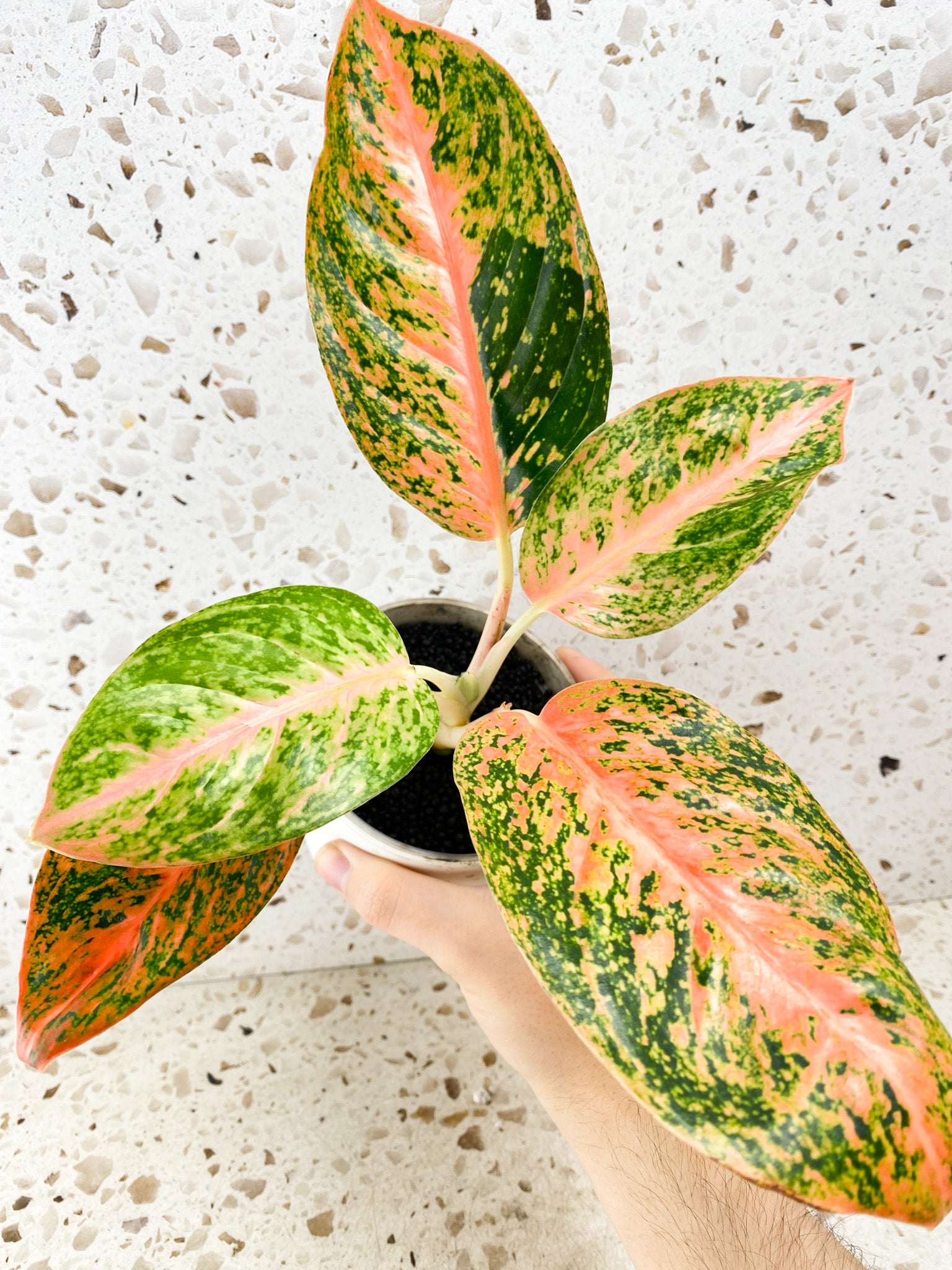 Aglaonema Orange Stardust 5 leaves 1 shoot top cutting