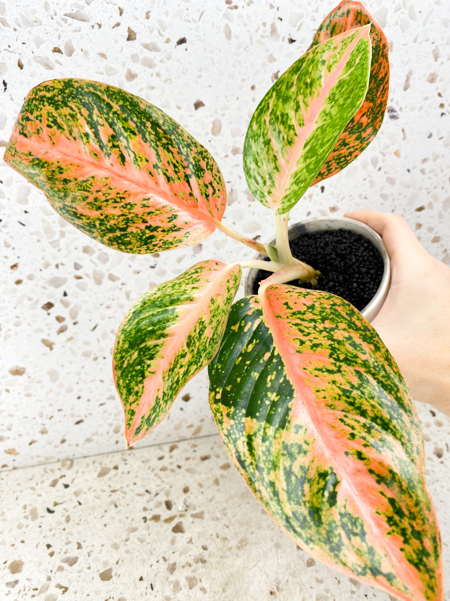 Aglaonema Orange Stardust 5 leaves 1 shoot top cutting