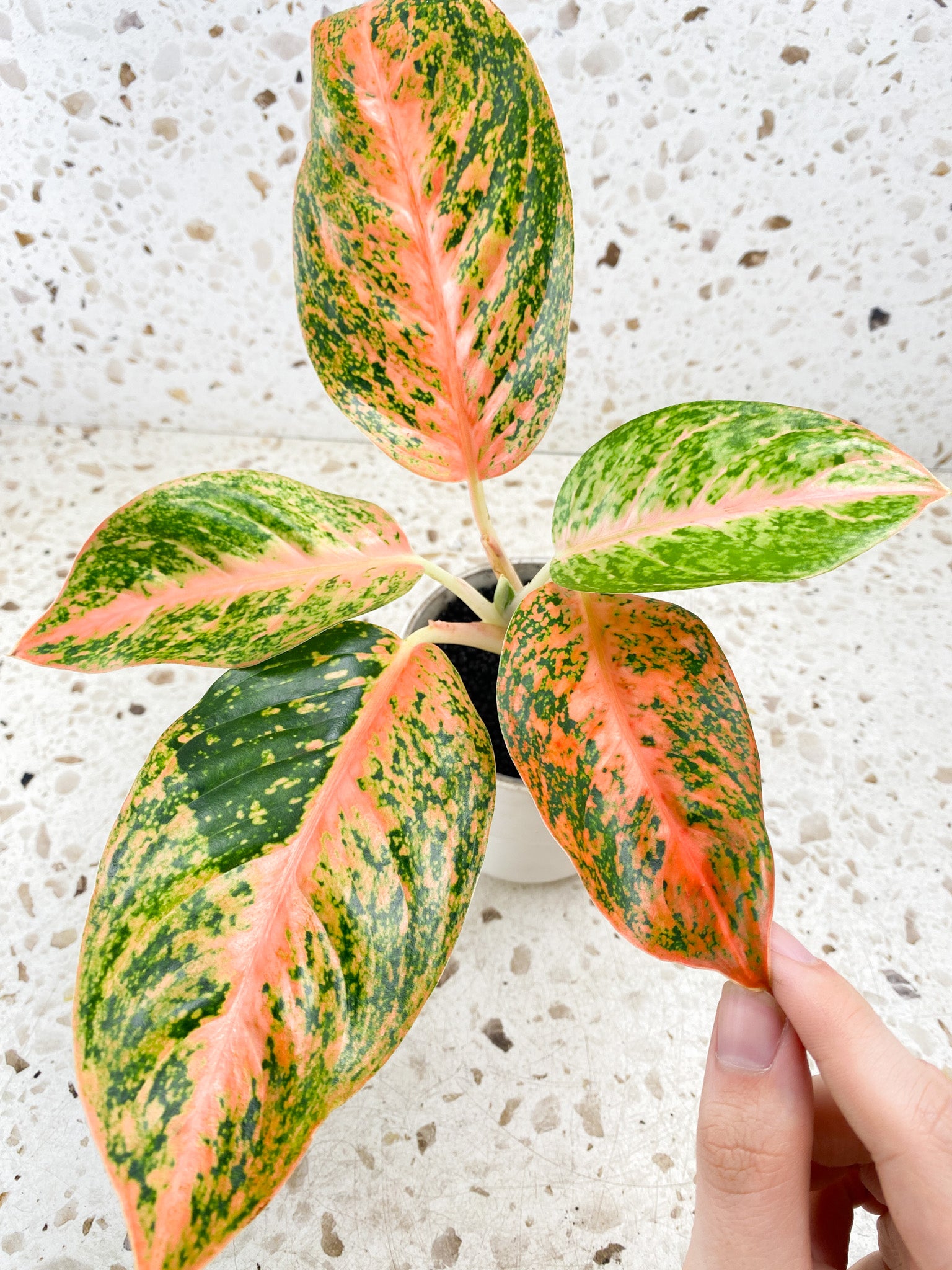 Aglaonema Orange Stardust 5 leaves 1 shoot top cutting