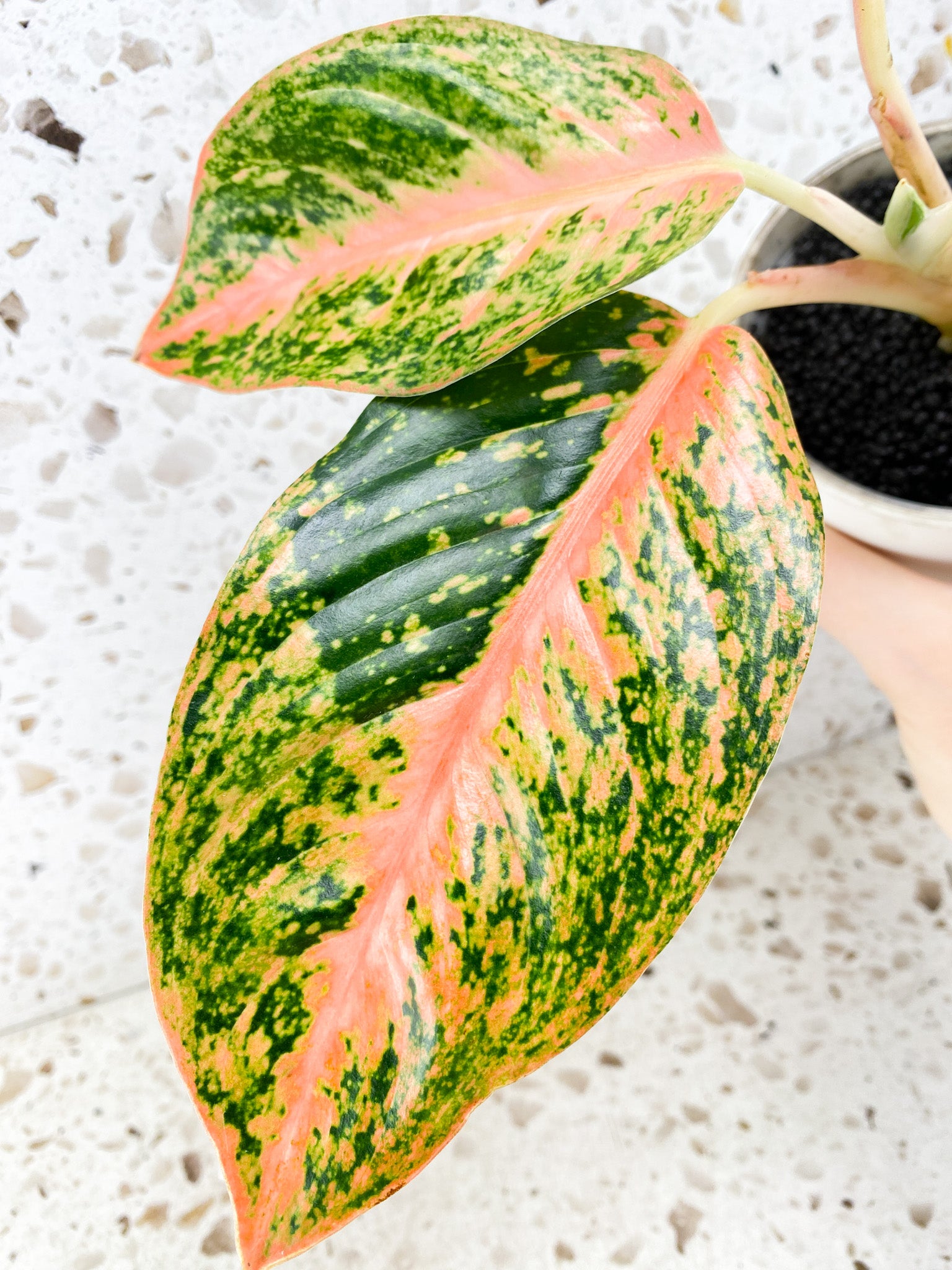 Aglaonema Orange Stardust 5 leaves 1 shoot top cutting