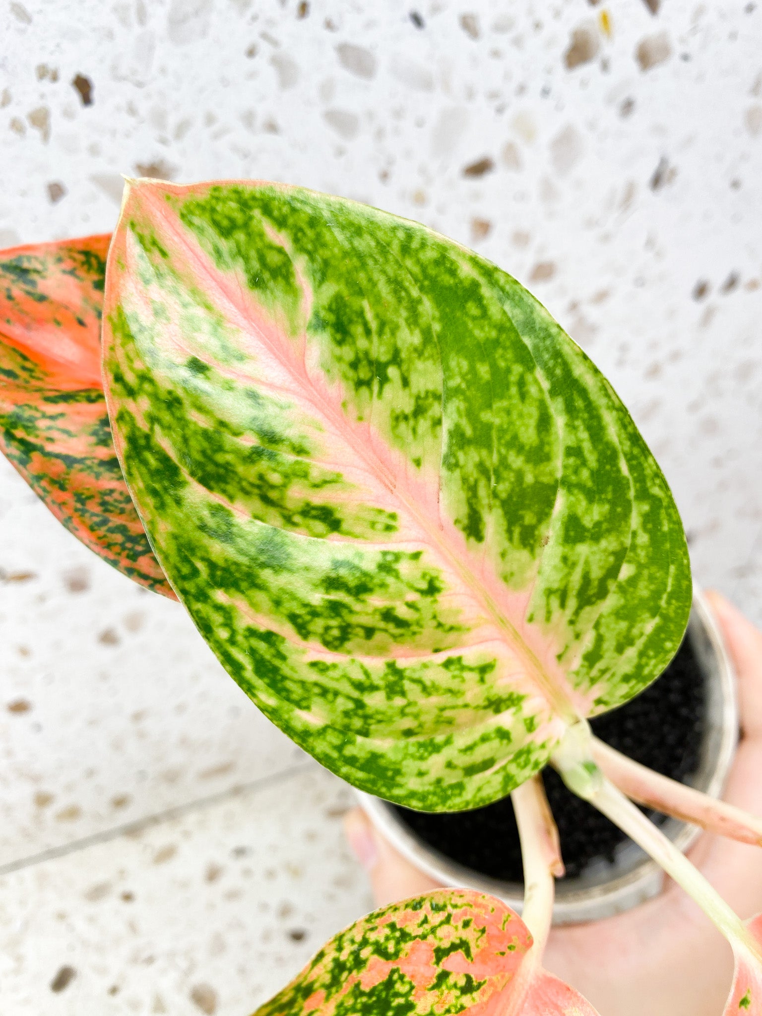 Aglaonema Orange Stardust 5 leaves 1 shoot top cutting