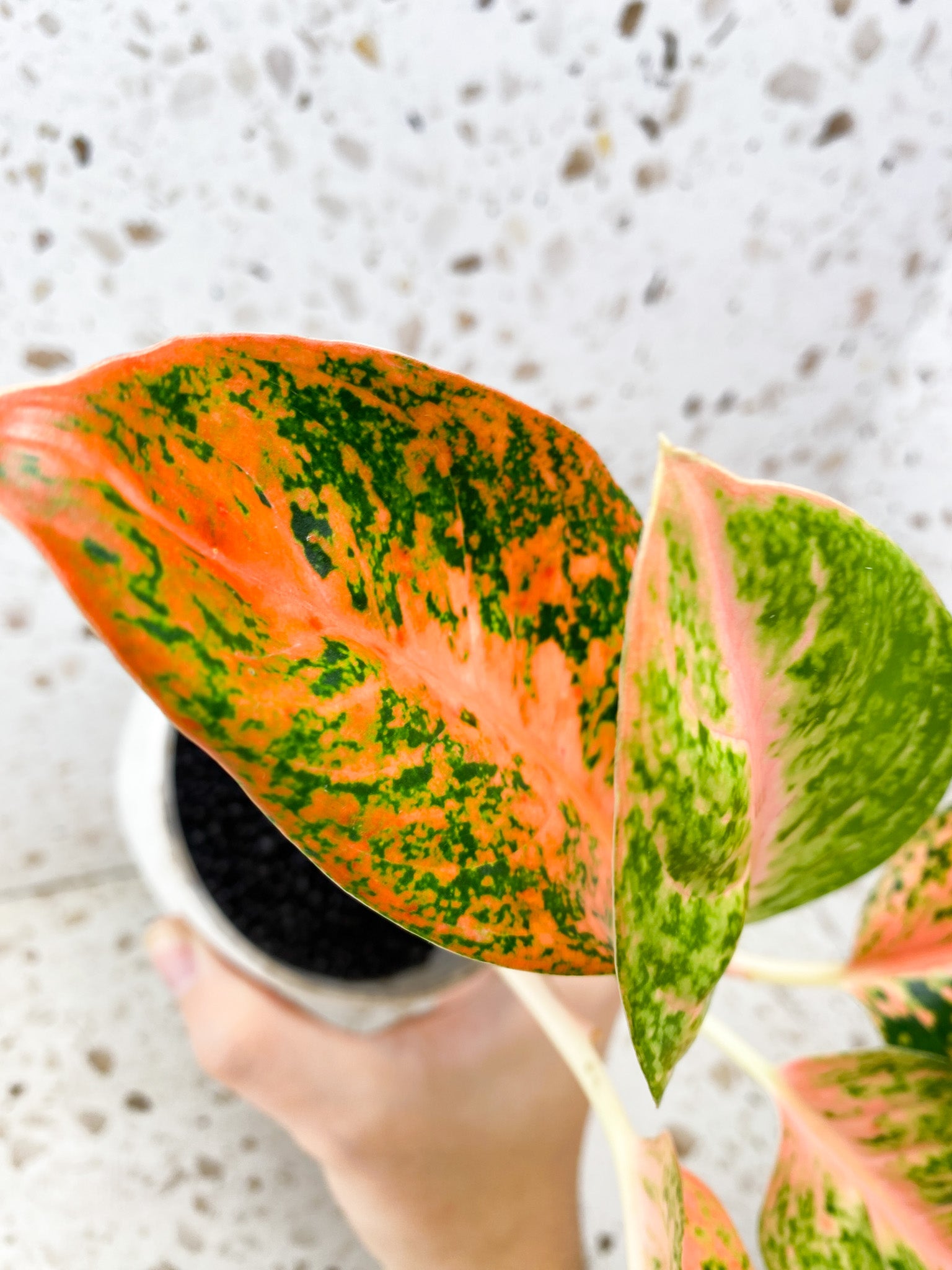 Aglaonema Orange Stardust 5 leaves 1 shoot top cutting