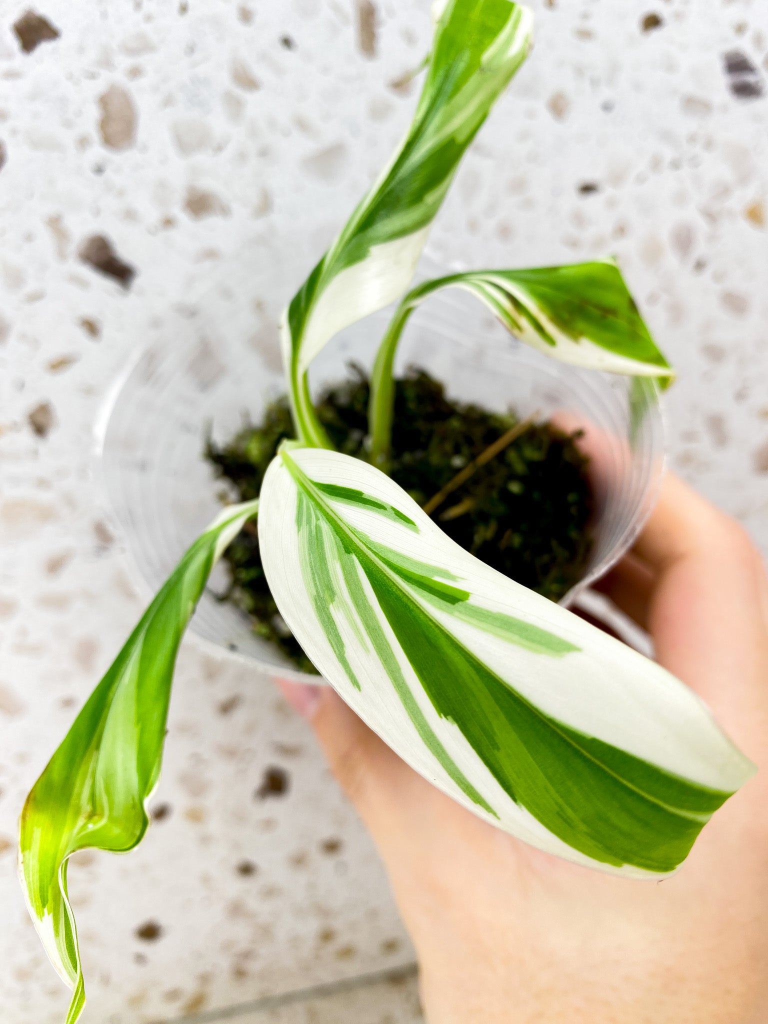 Musa Florida (white variegated banana) starter plant