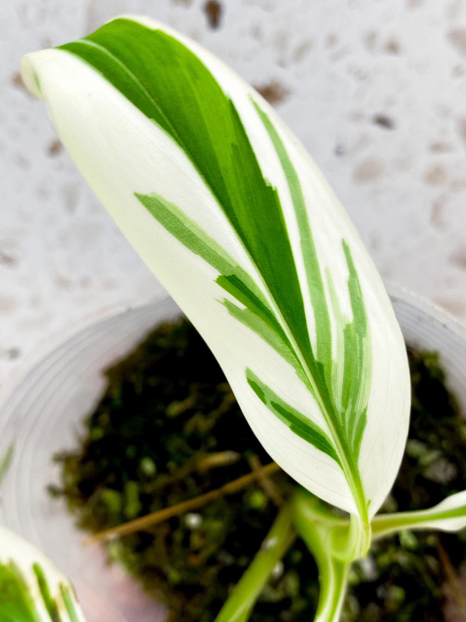 Musa Florida (white variegated banana) starter plant