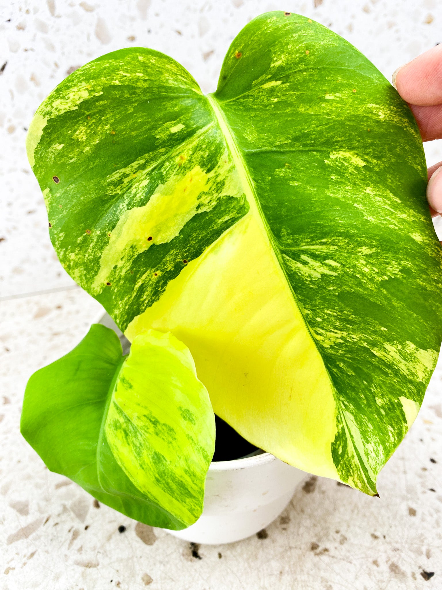 Monstera Aurea Tricolor 2 leaf top cutting (rooting)