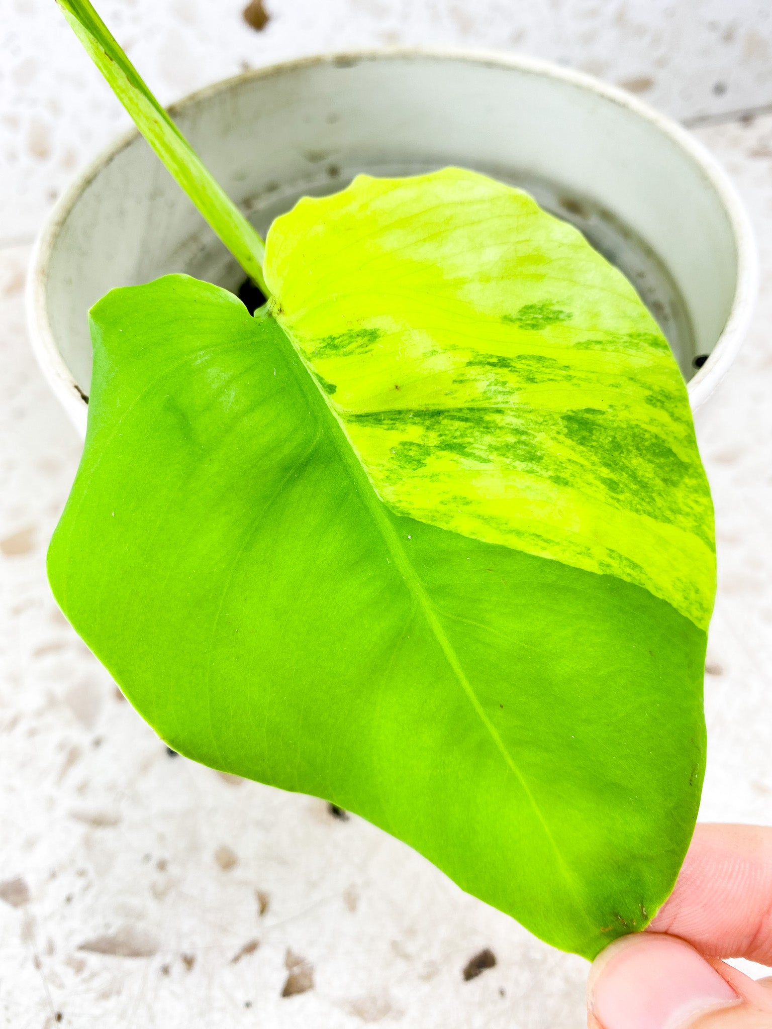 Monstera Aurea Tricolor 2 leaf top cutting (rooting)