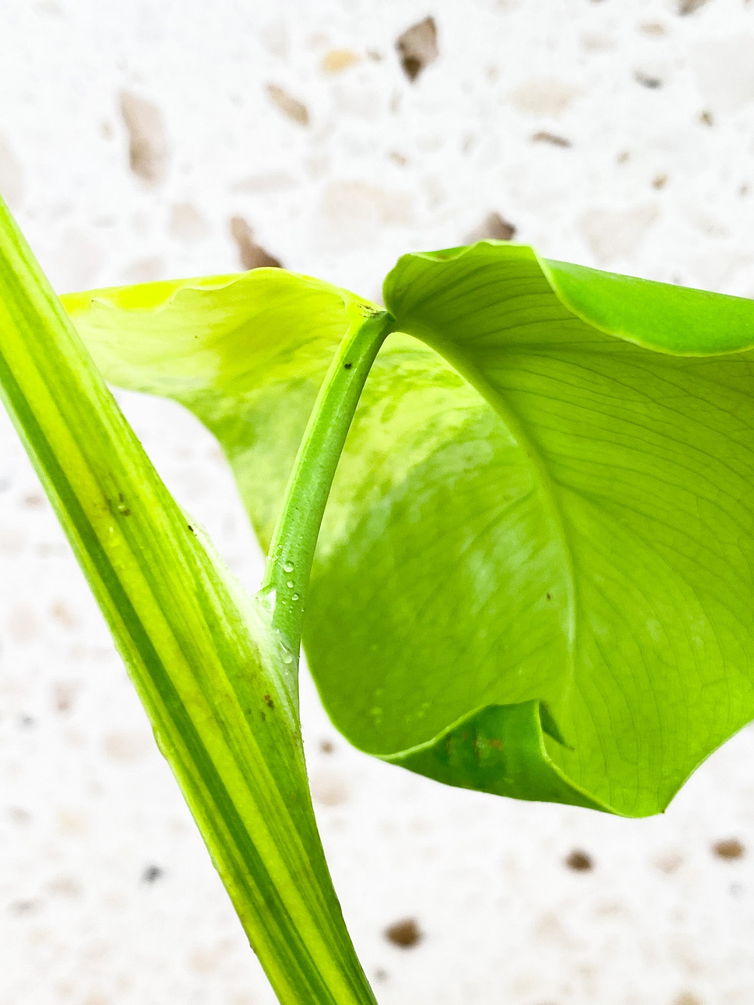 Monstera Aurea Tricolor 2 leaf top cutting (rooting)