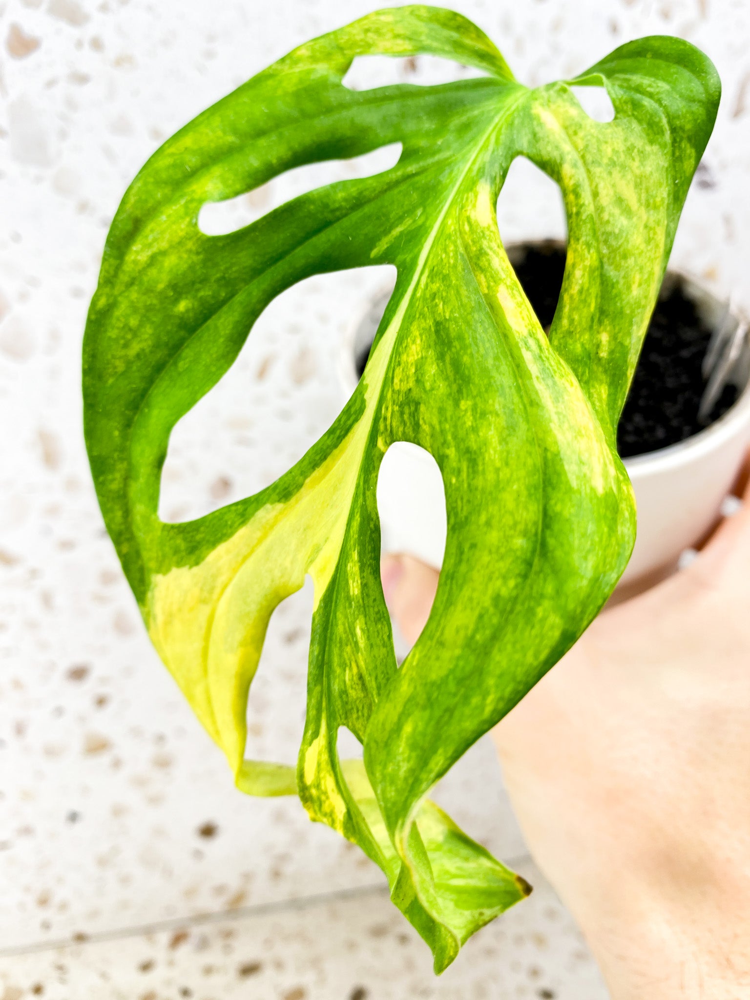 Monstera Adansonii Aurea 1 leaf 1 sprout (slightly rooted)