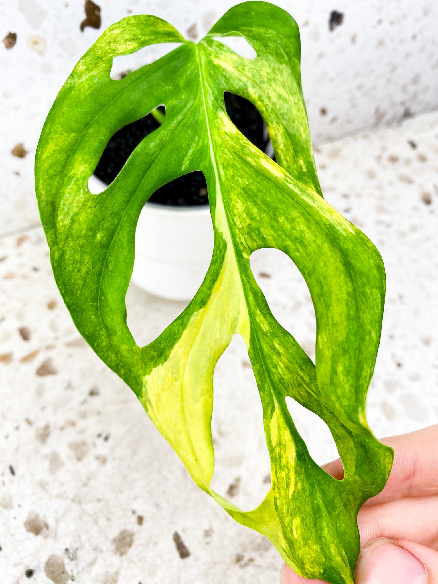 Monstera Adansonii Aurea 1 leaf 1 sprout (slightly rooted)