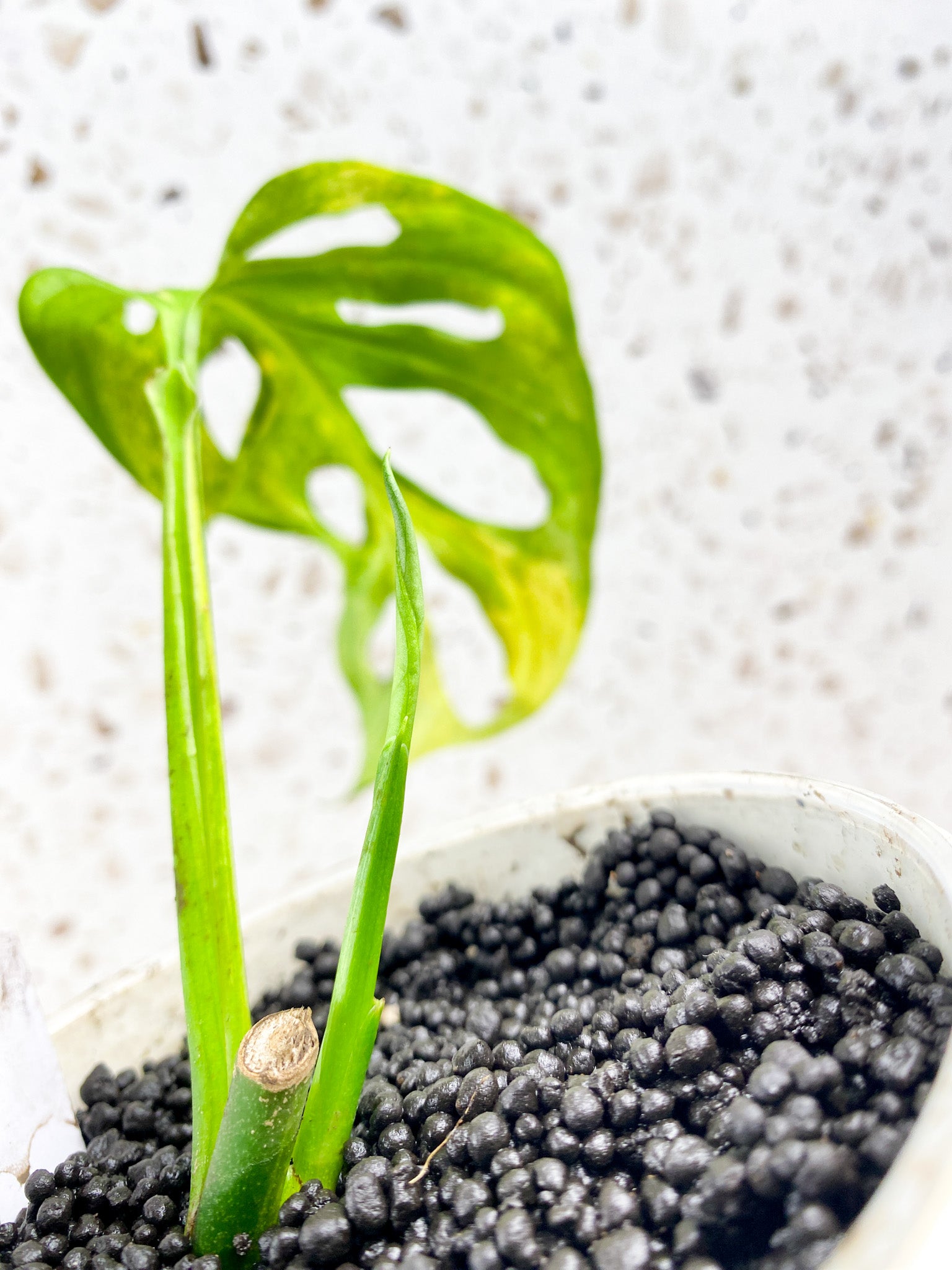 Monstera Adansonii Aurea 1 leaf 1 sprout (slightly rooted)