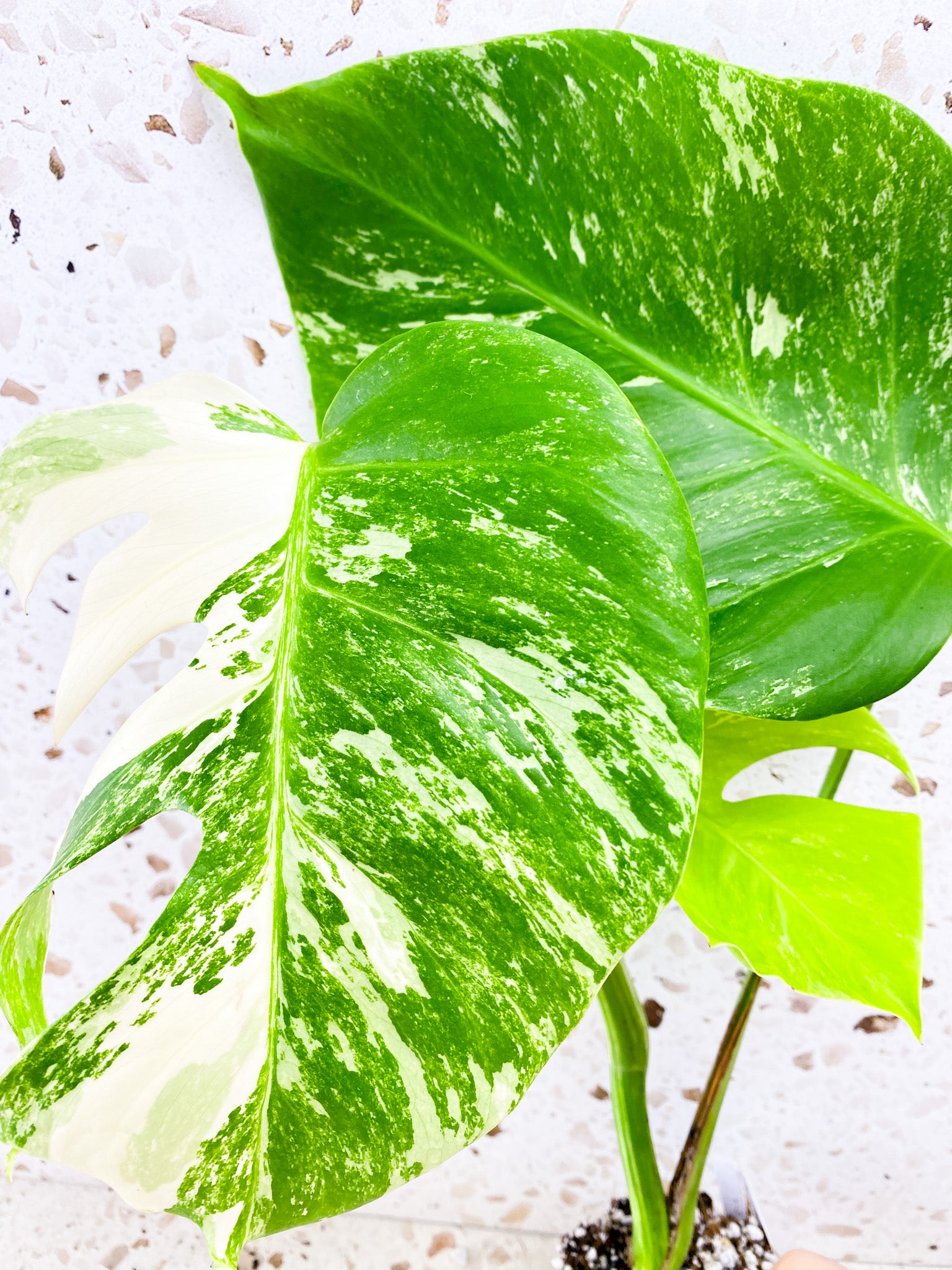 Monstera Albo White Tiger 3 leaf top cutting (slightly rooted)