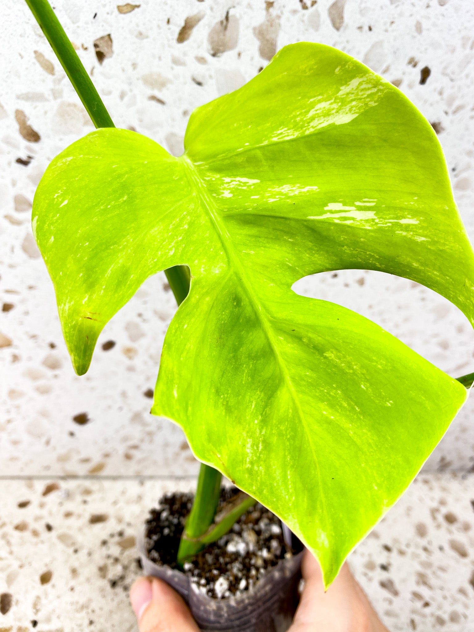 Monstera Albo White Tiger 3 leaf top cutting (slightly rooted)