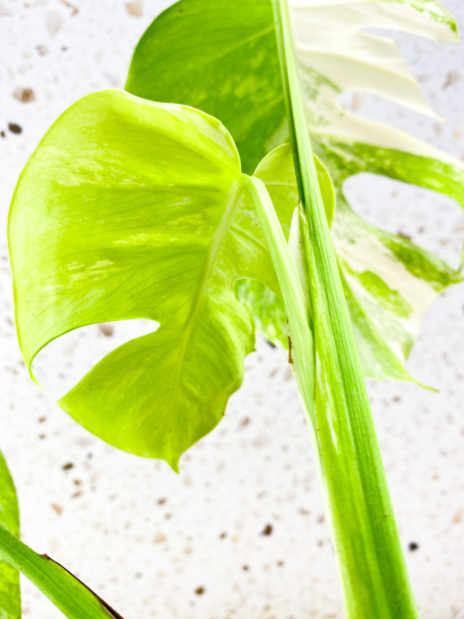 Monstera Albo White Tiger 3 leaf top cutting (slightly rooted)