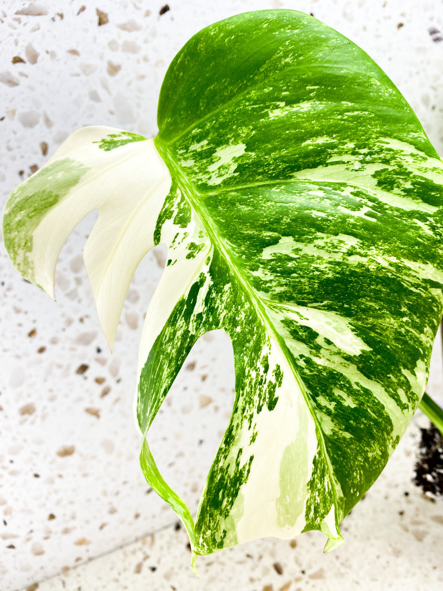 Monstera Albo White Tiger 3 leaf top cutting (slightly rooted)