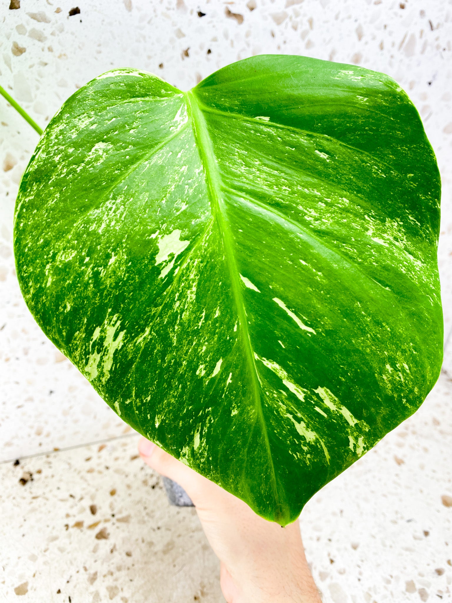 Monstera Albo White Tiger 3 leaf top cutting (slightly rooted)