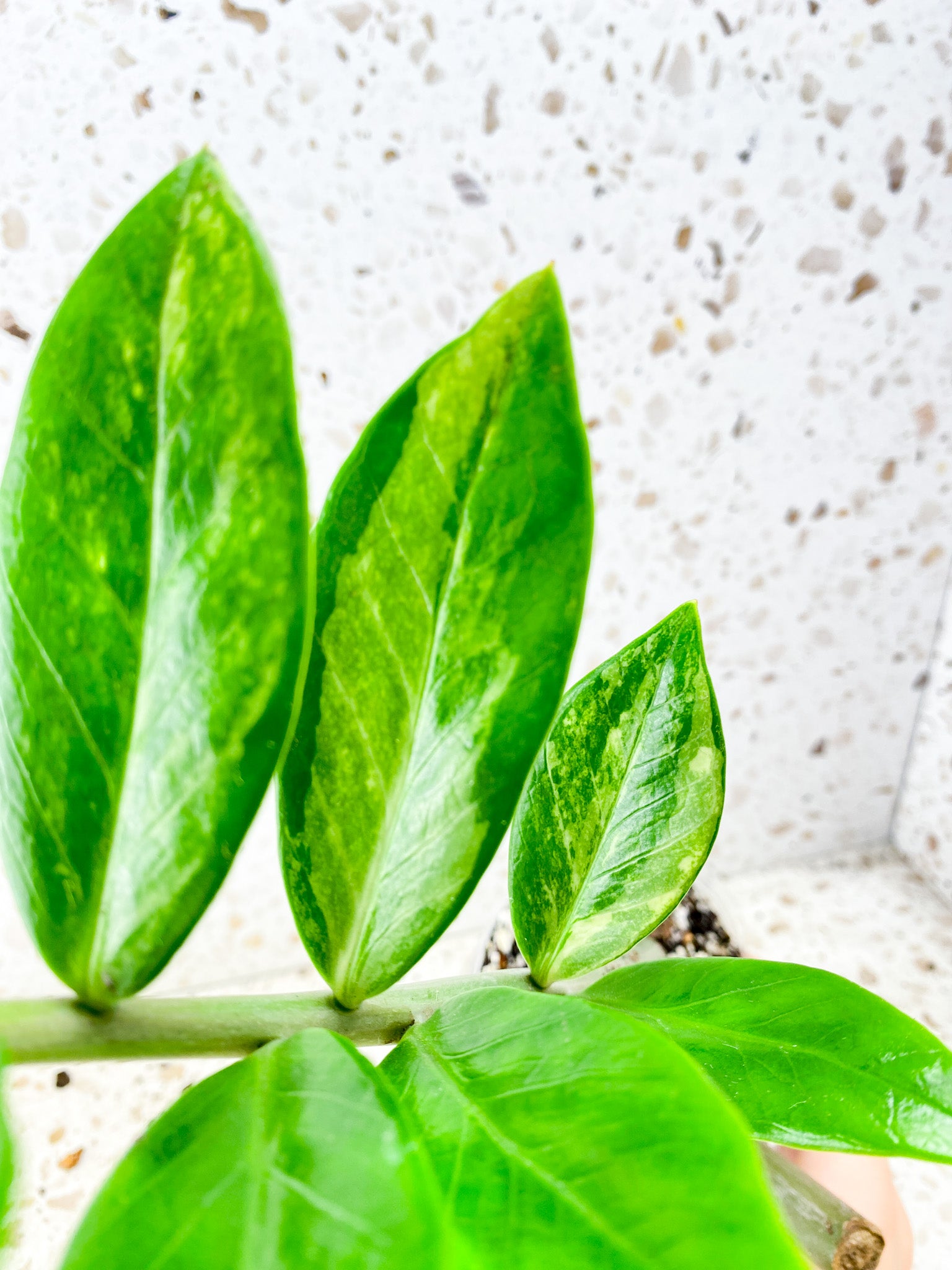 Variegated ZZ Plant 1 stalk (slightly rooted)