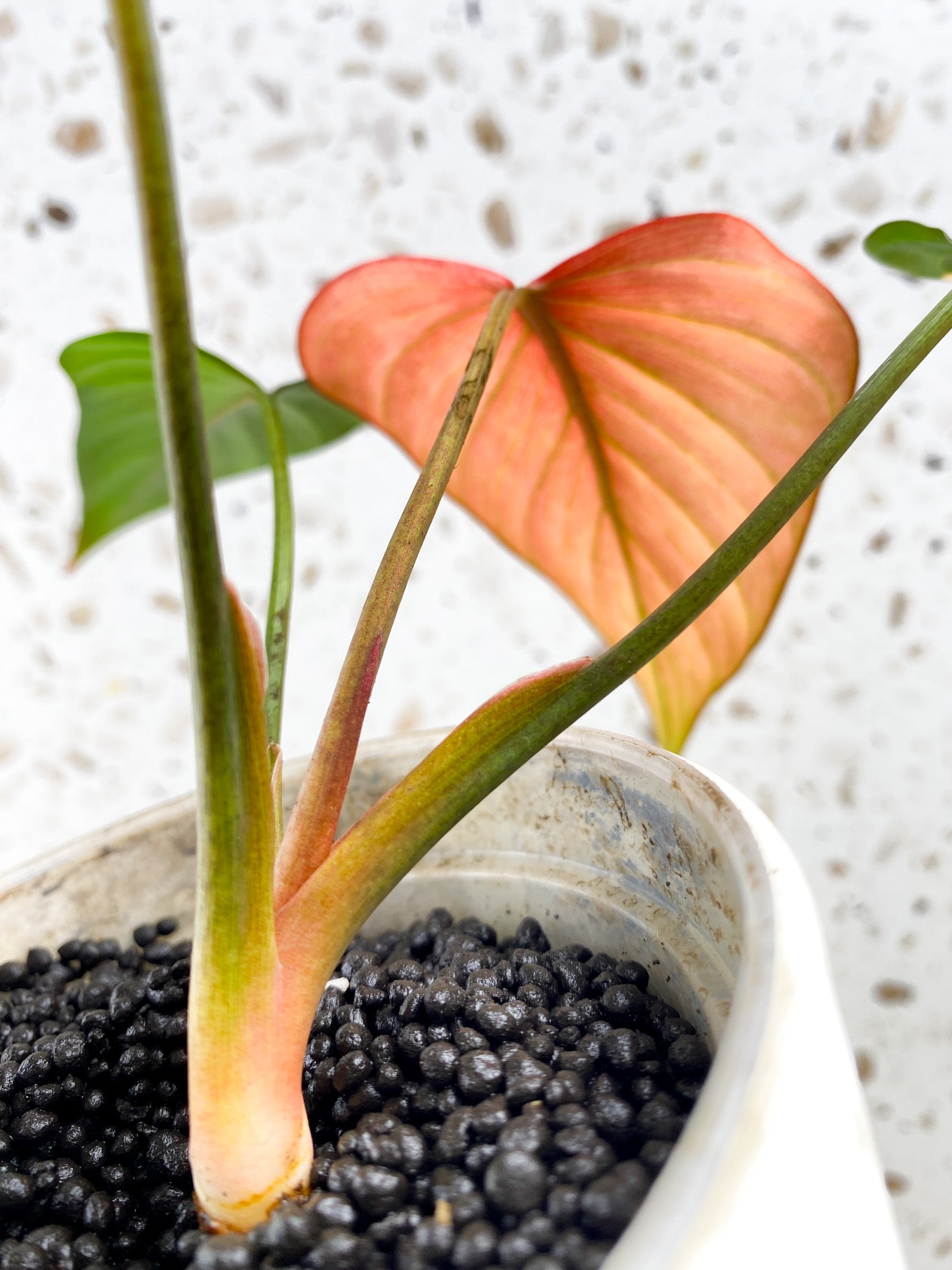 Homalomena Pink Diamond 4 leaf top cutting (slightly rooted)