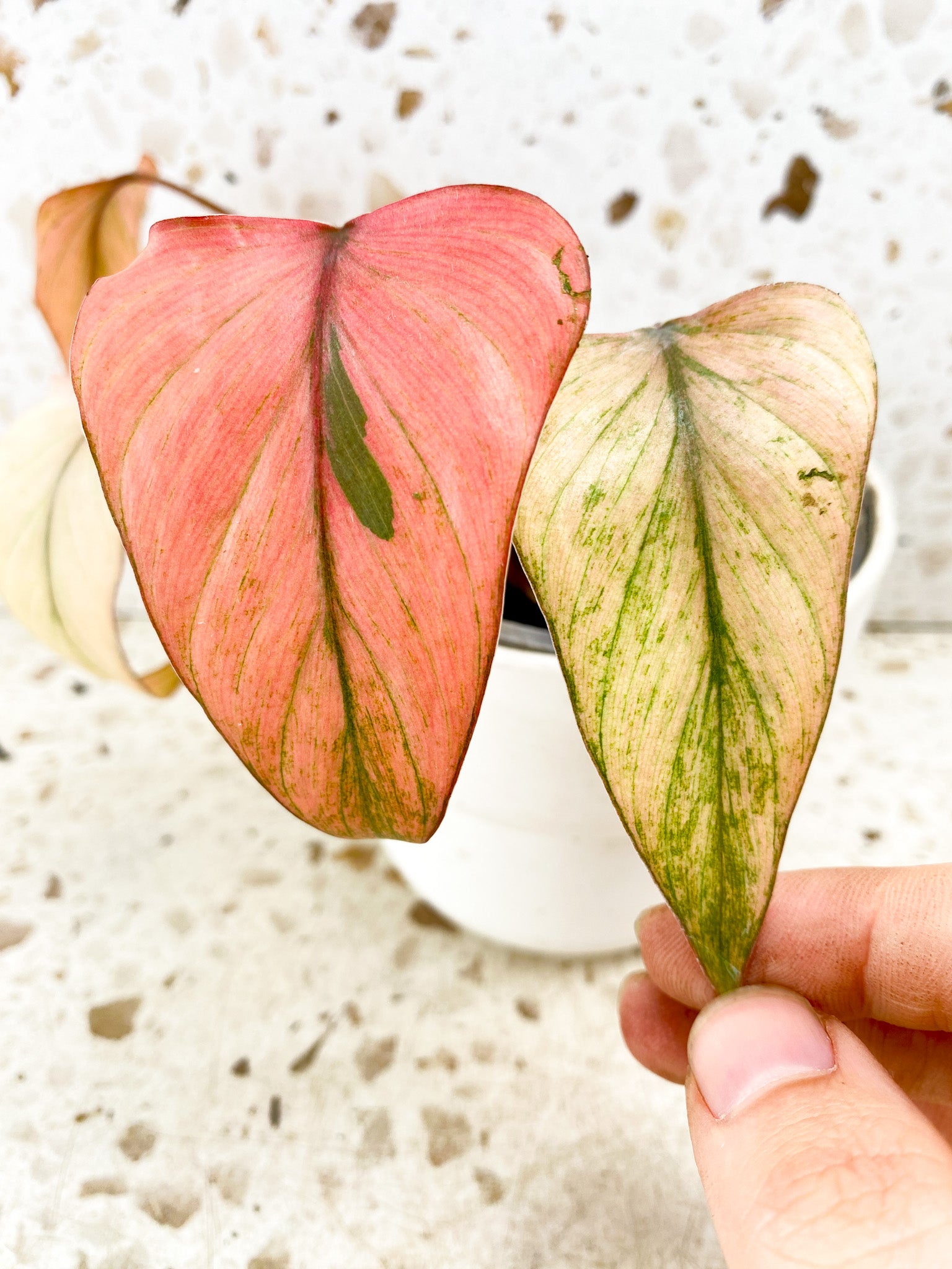 Homalomena Pink Diamond Mint 4 leaf top cutting highly variegated (rooting)