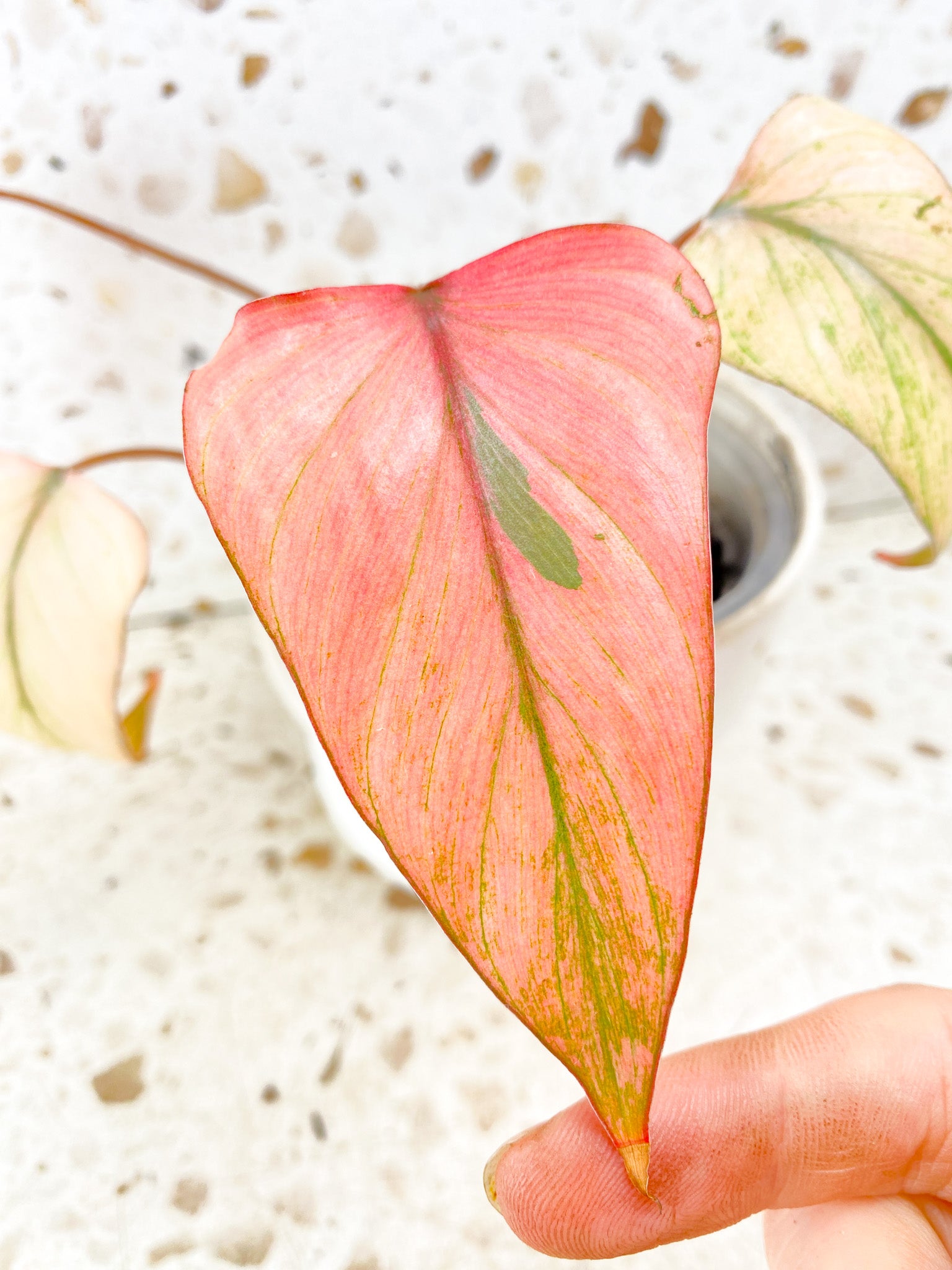 Homalomena Pink Diamond Mint 4 leaf top cutting highly variegated (rooting)