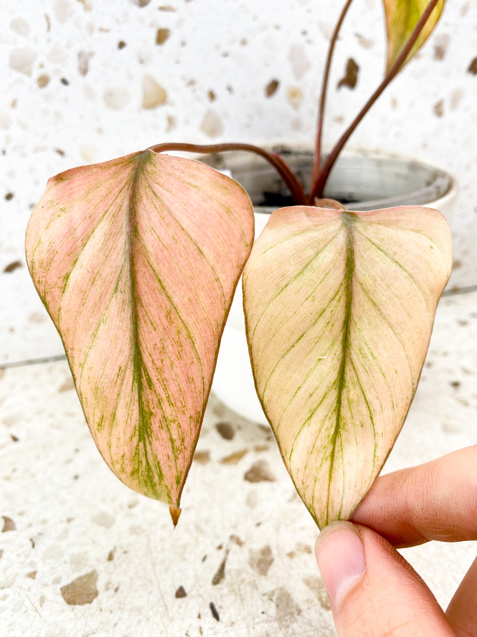 Homalomena Pink Diamond Mint 4 leaf top cutting highly variegated (rooting)