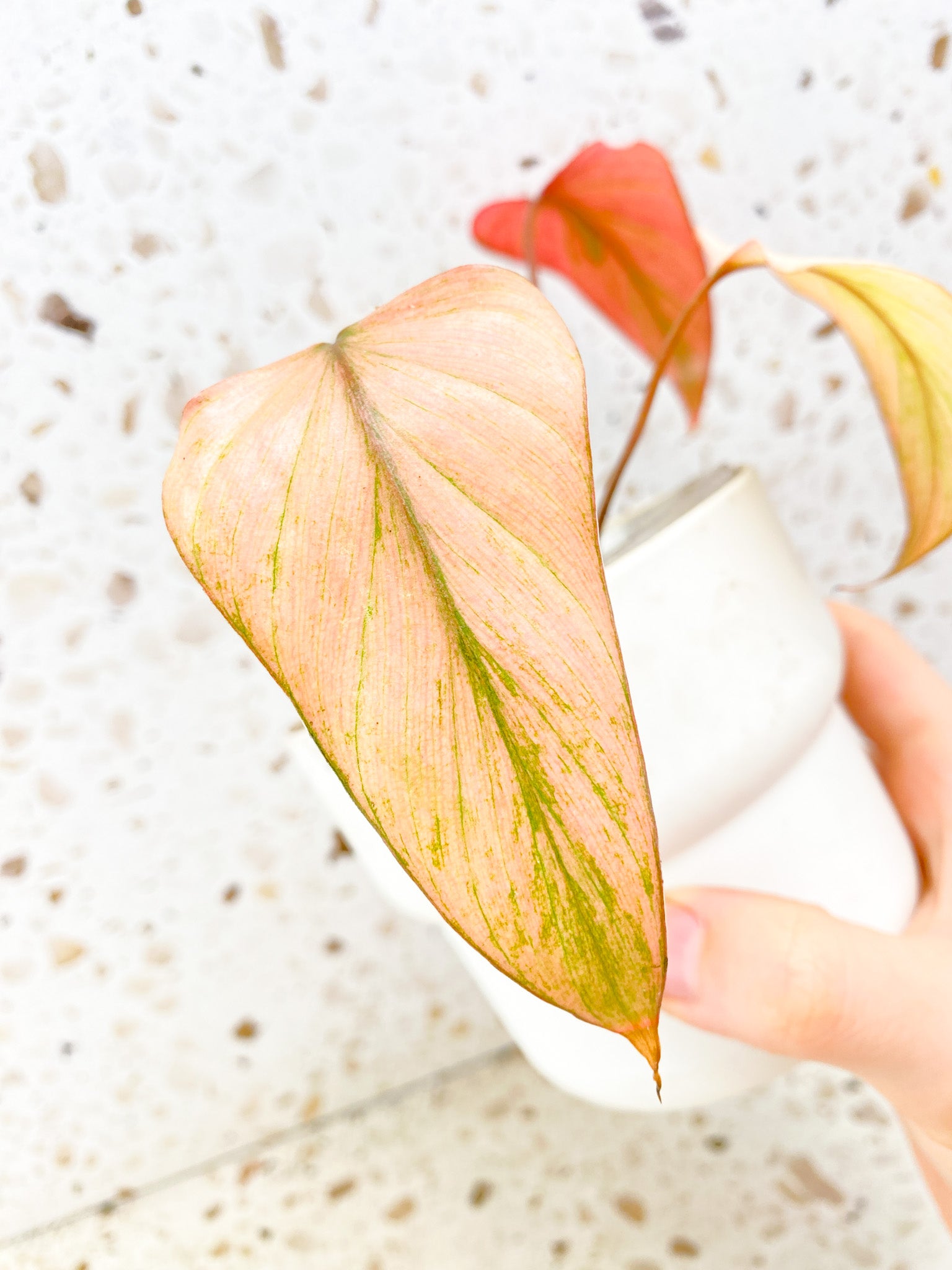 Homalomena Pink Diamond Mint 4 leaf top cutting highly variegated (rooting)