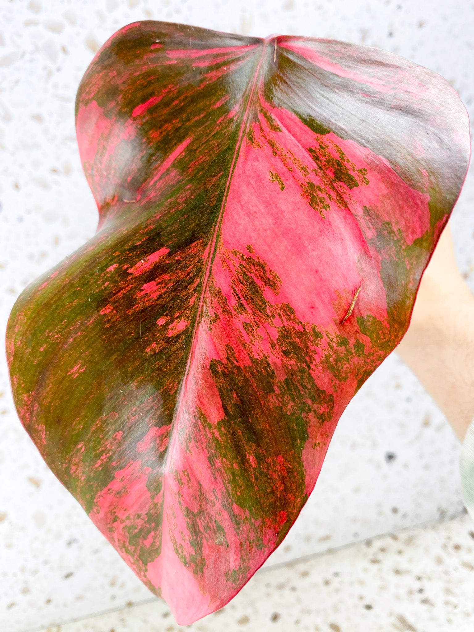 Philodendron Strawberry Shake highly variegated 1 hot pink leaf (rooting)