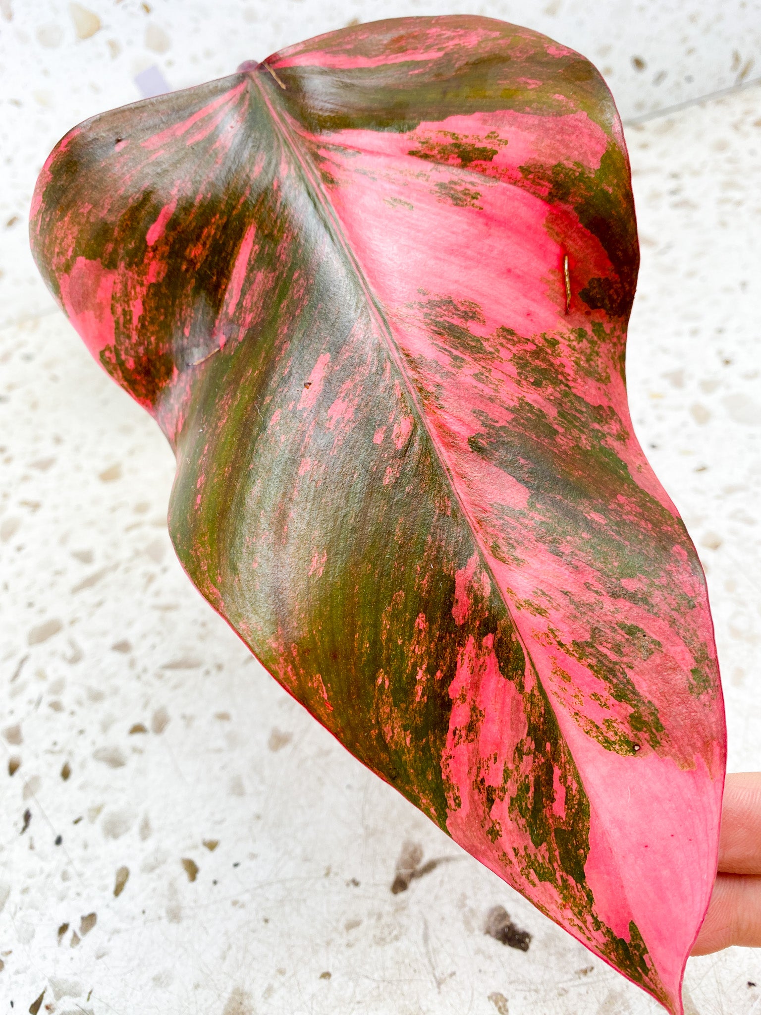 Philodendron Strawberry Shake highly variegated 1 hot pink leaf (rooting)