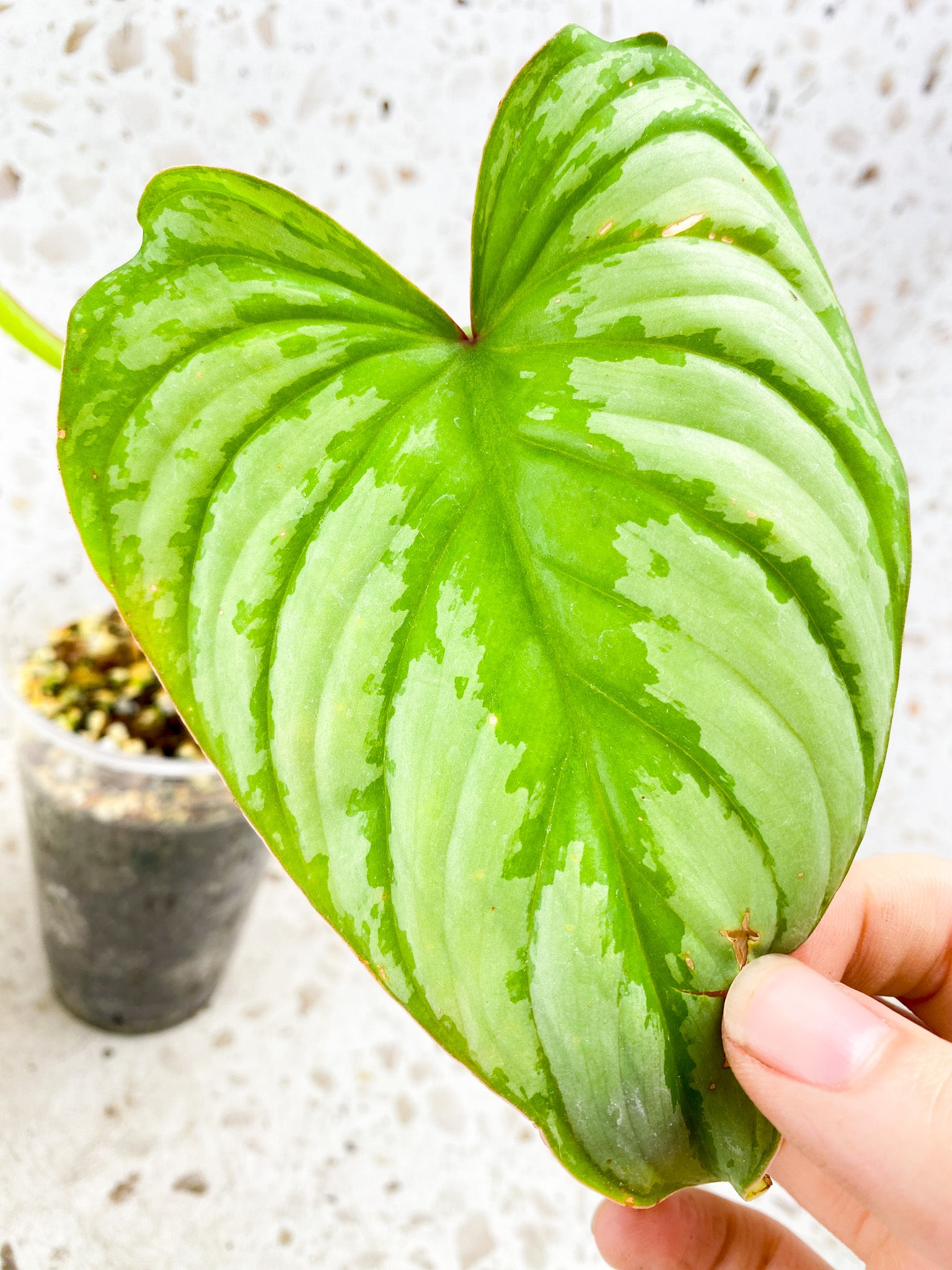 Philodendron Mamei Silver 2 leaf top cutting multiple nodes FREEBIE