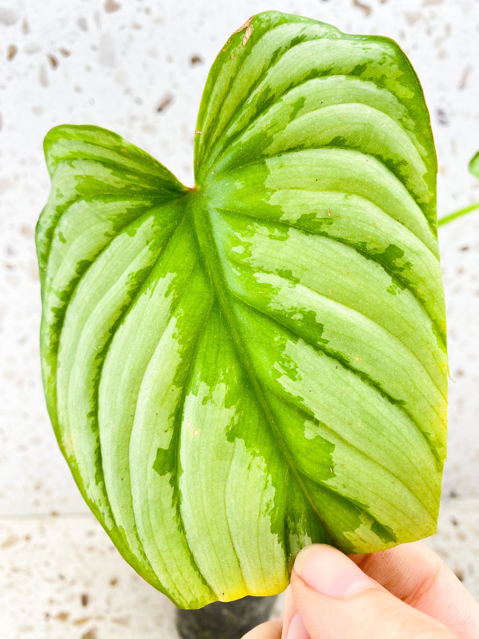 Philodendron Mamei Silver 2 leaf top cutting multiple nodes FREEBIE