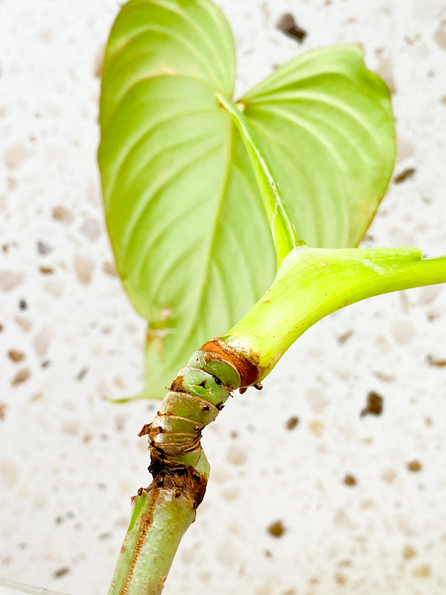 Philodendron Mamei Silver 2 leaf top cutting multiple nodes FREEBIE