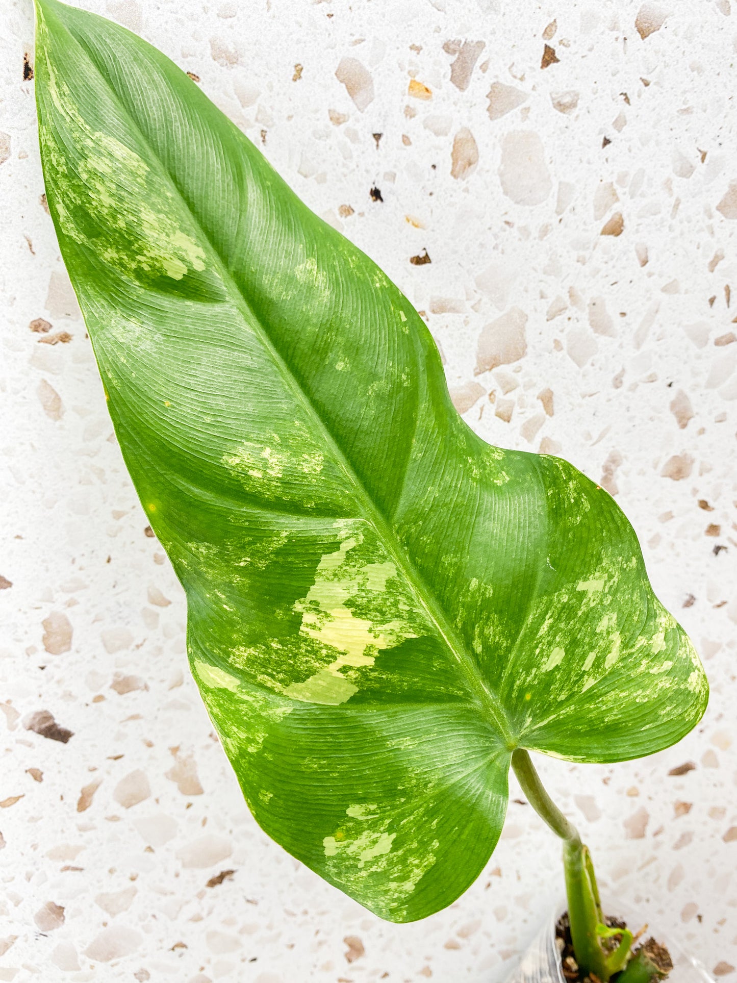 Philodendron Domesticum Variegated 1 leaf with sprout
