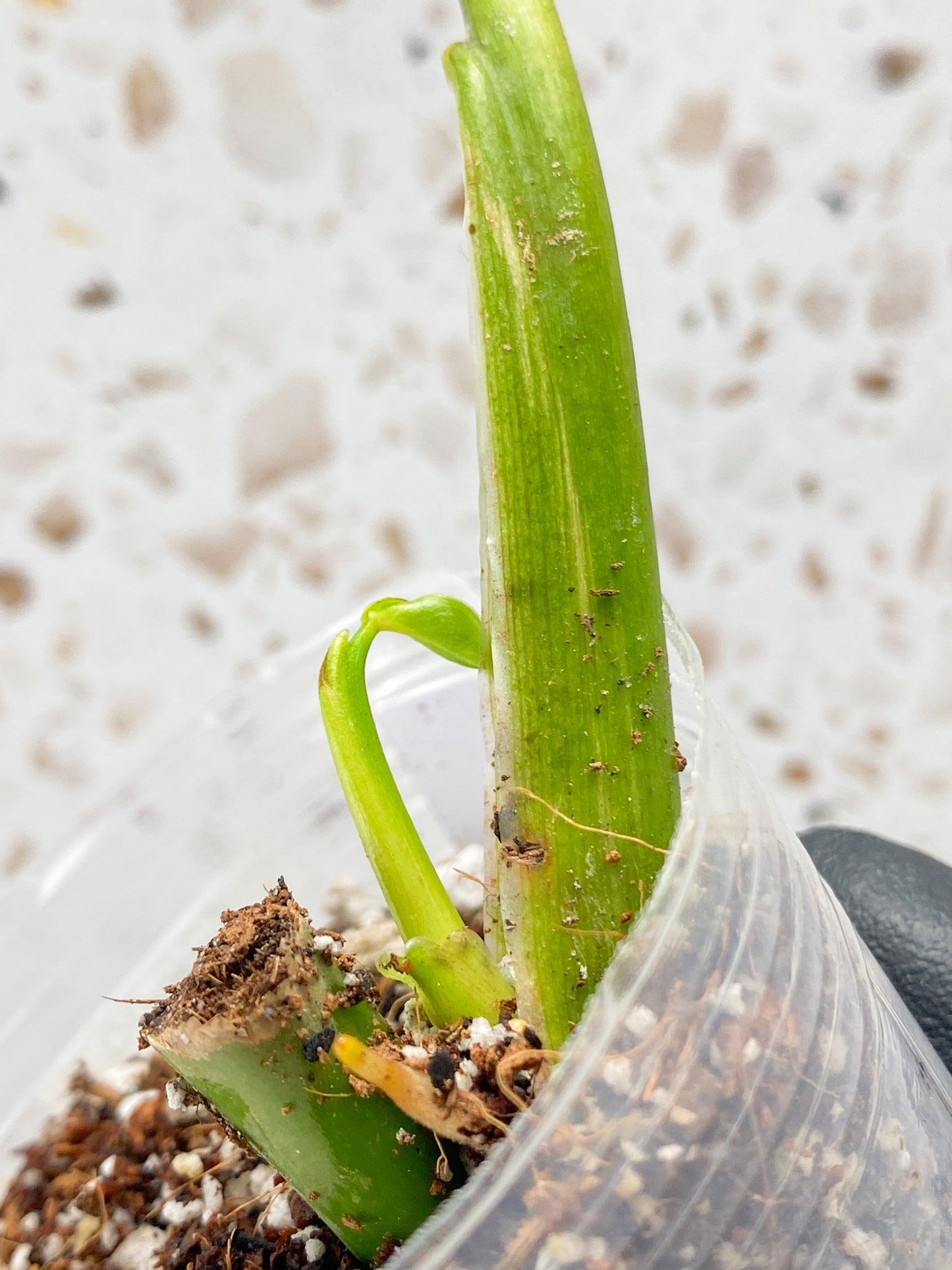 Philodendron Domesticum Variegated 1 leaf with sprout
