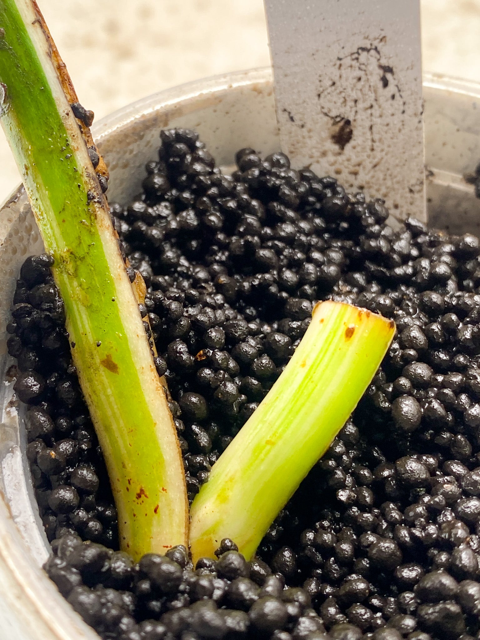 Monstera albo White Tiger 1 leaf Rooting 1 growing bud