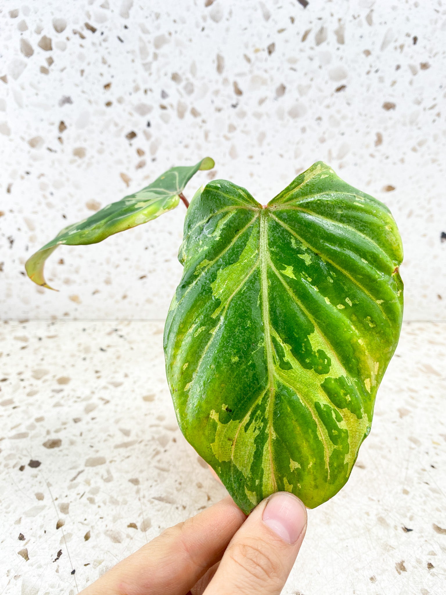 Philodendron Gloriosum Snow Leopard Variegated 2 leaves 2 sprouts Rooting