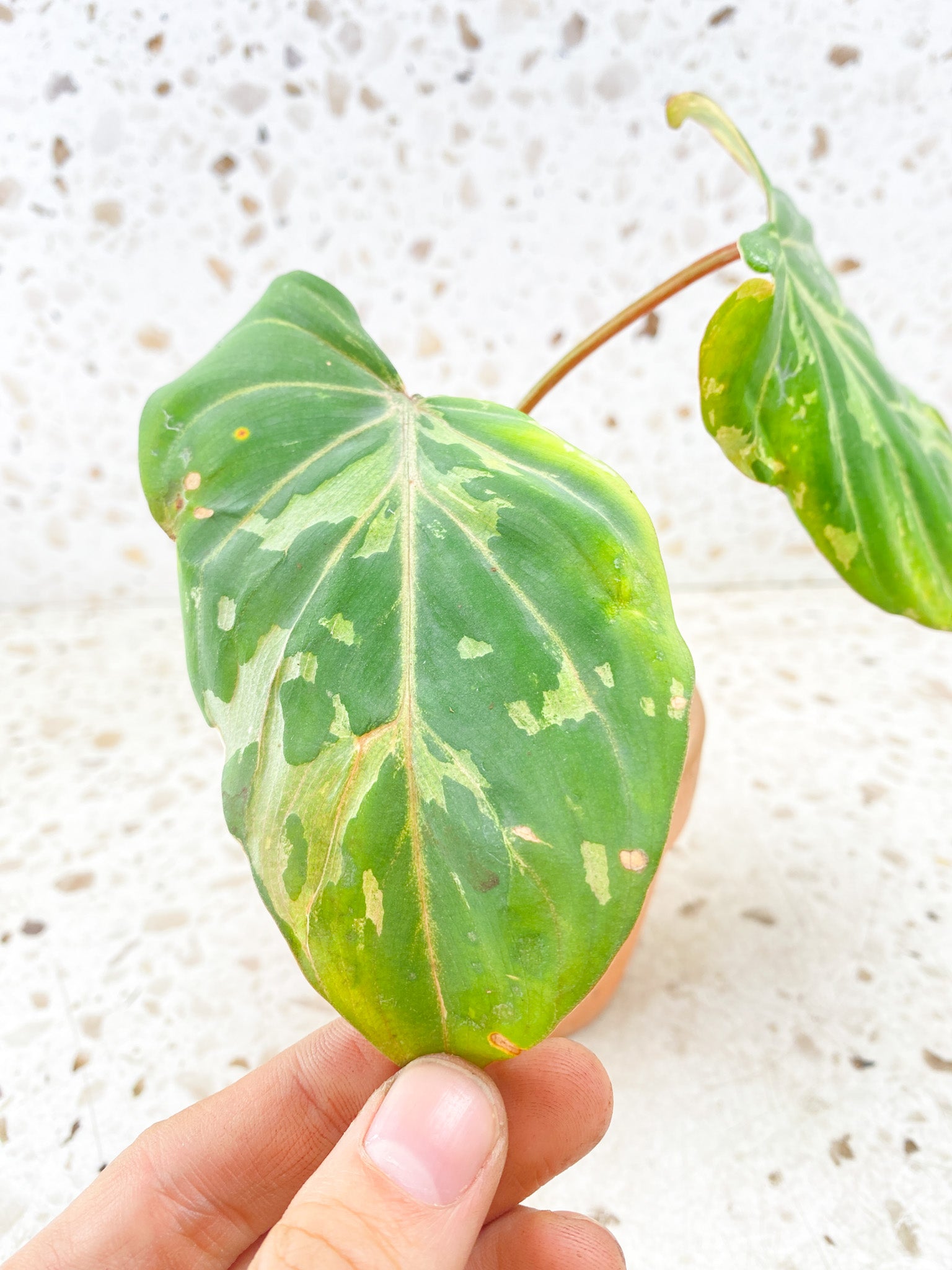 Philodendron Gloriosum Snow Leopard Variegated 2 leaves 2 sprouts Rooting