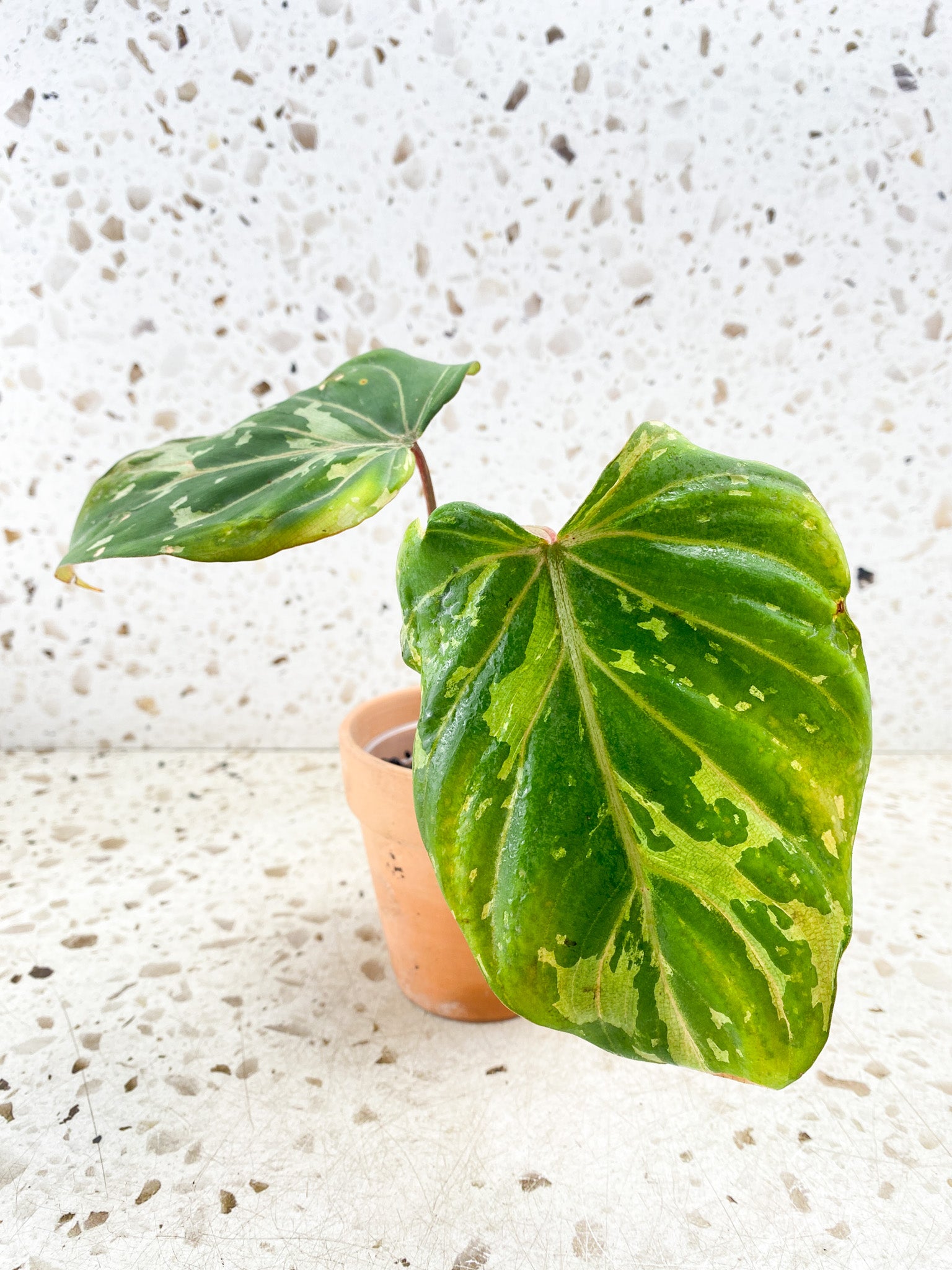 Philodendron Gloriosum Snow Leopard Variegated 2 leaves 2 sprouts Rooting