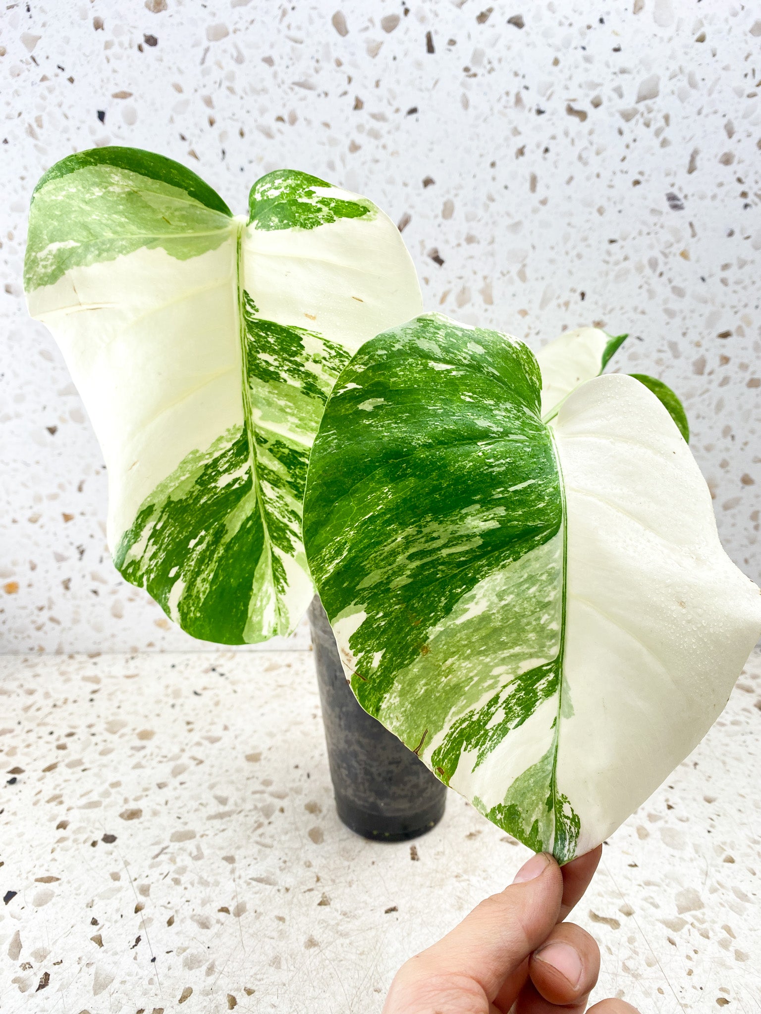 Monstera albo White tiger 4 leaves Top Cutting