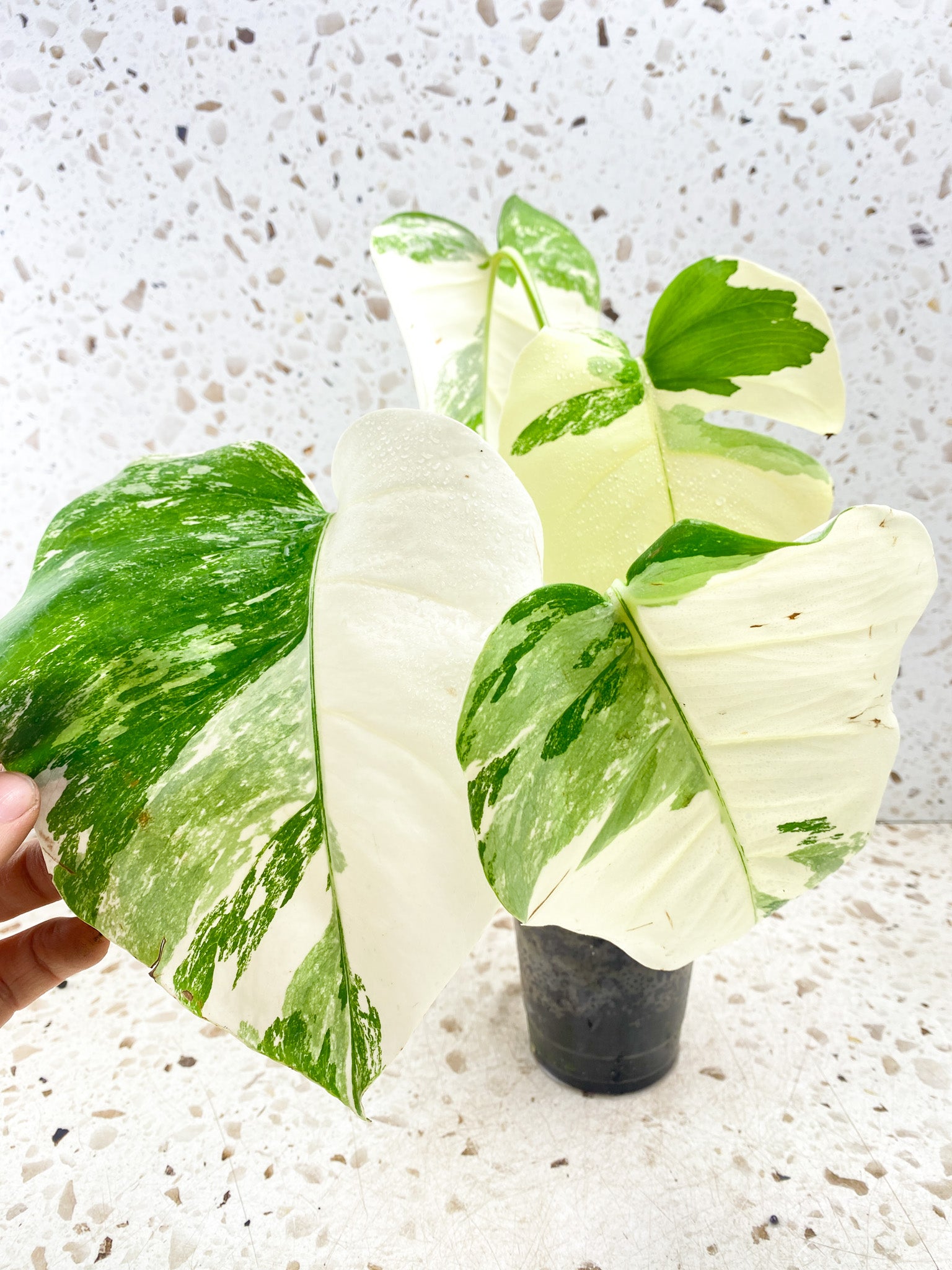 Monstera albo White tiger 4 leaves Top Cutting