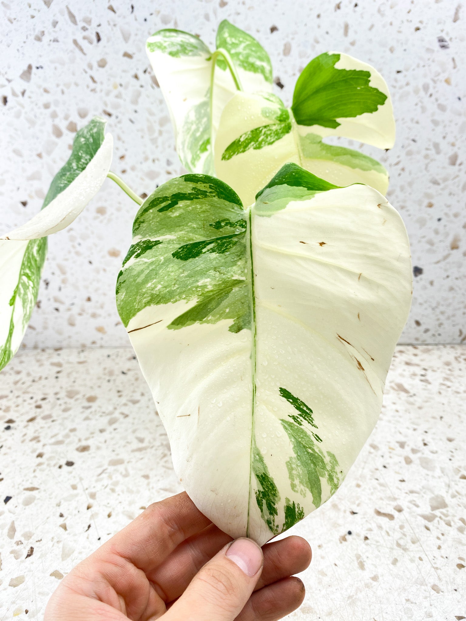 Monstera albo White tiger 4 leaves Top Cutting