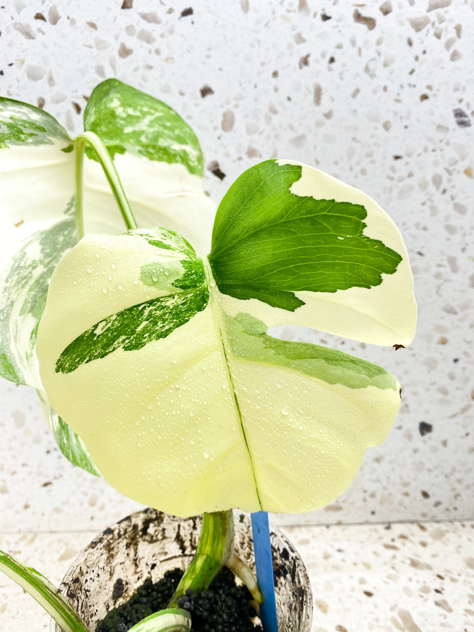 Monstera albo White tiger 4 leaves Top Cutting