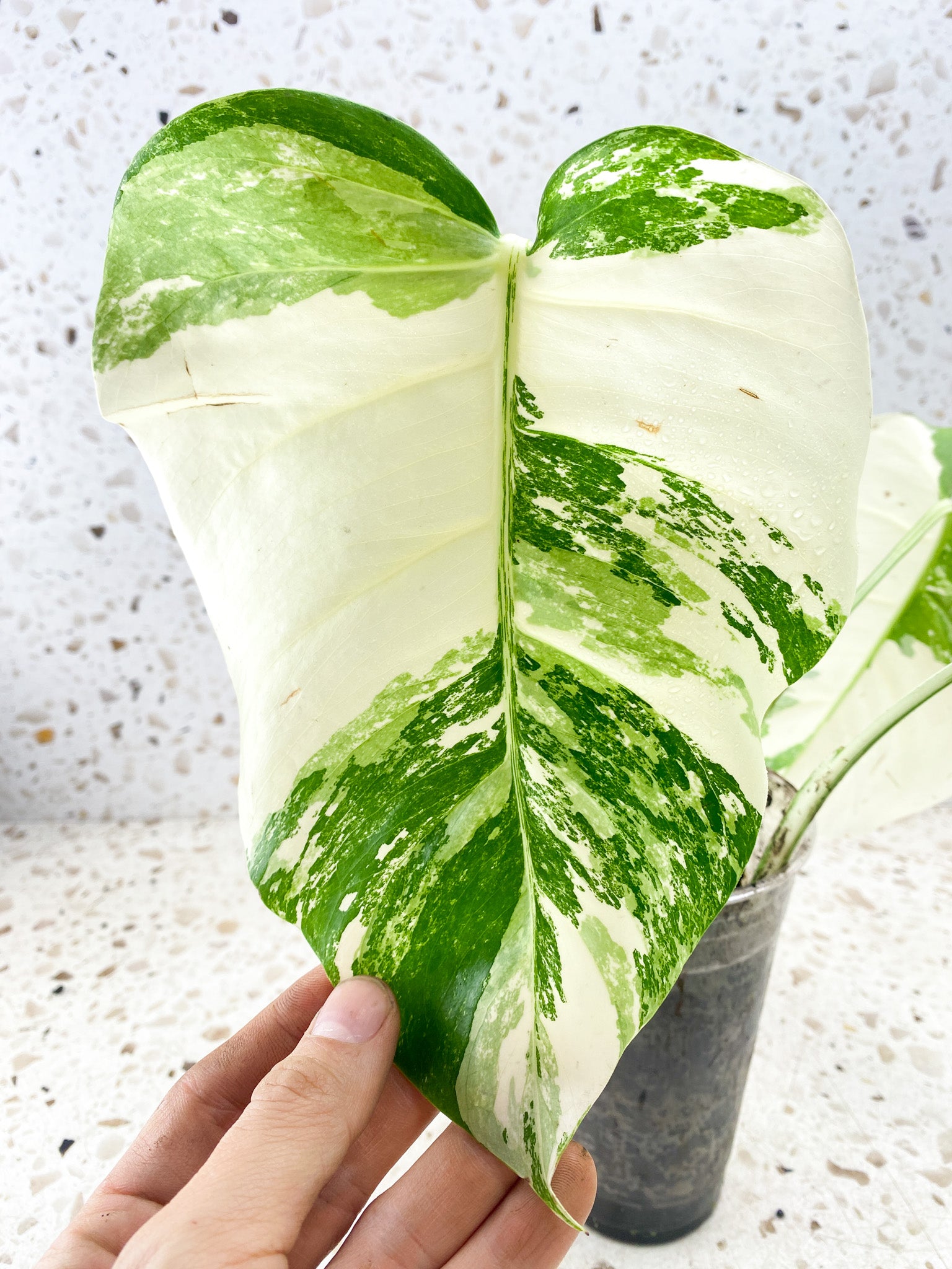 Monstera albo White tiger 4 leaves Top Cutting