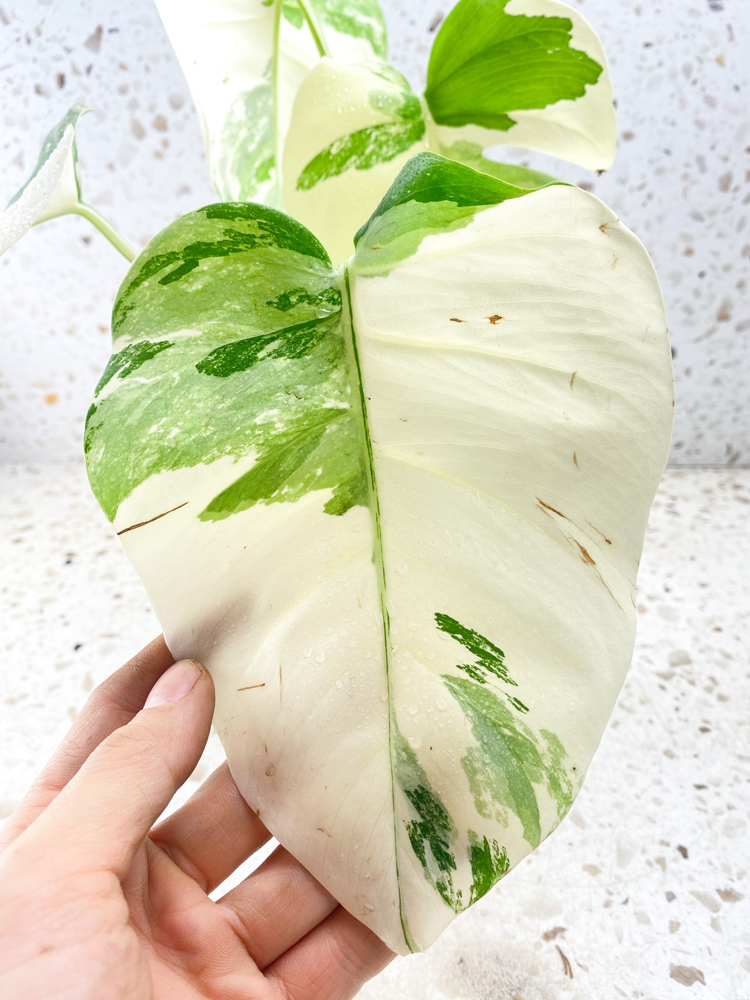 Monstera albo White tiger 4 leaves Top Cutting