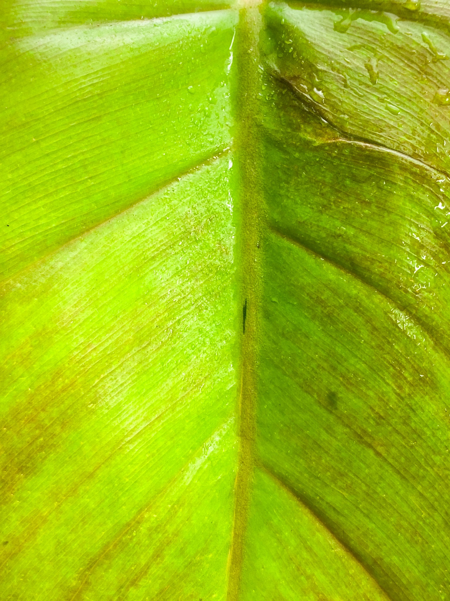 Philodendron Jungle Fever 1 leaf 1 growing bud Slightly Rooted