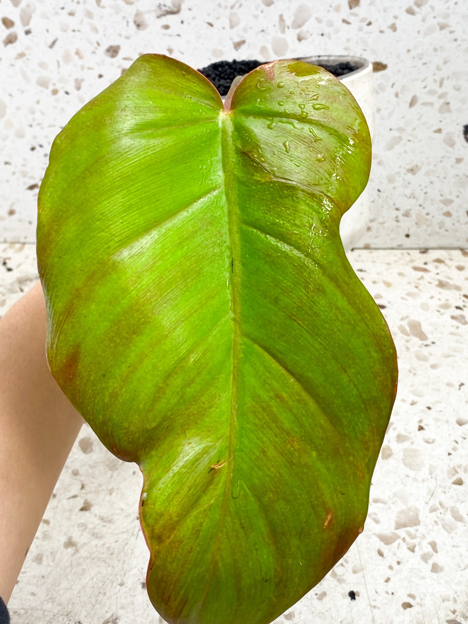 Philodendron Jungle Fever 1 leaf 1 growing bud Slightly Rooted