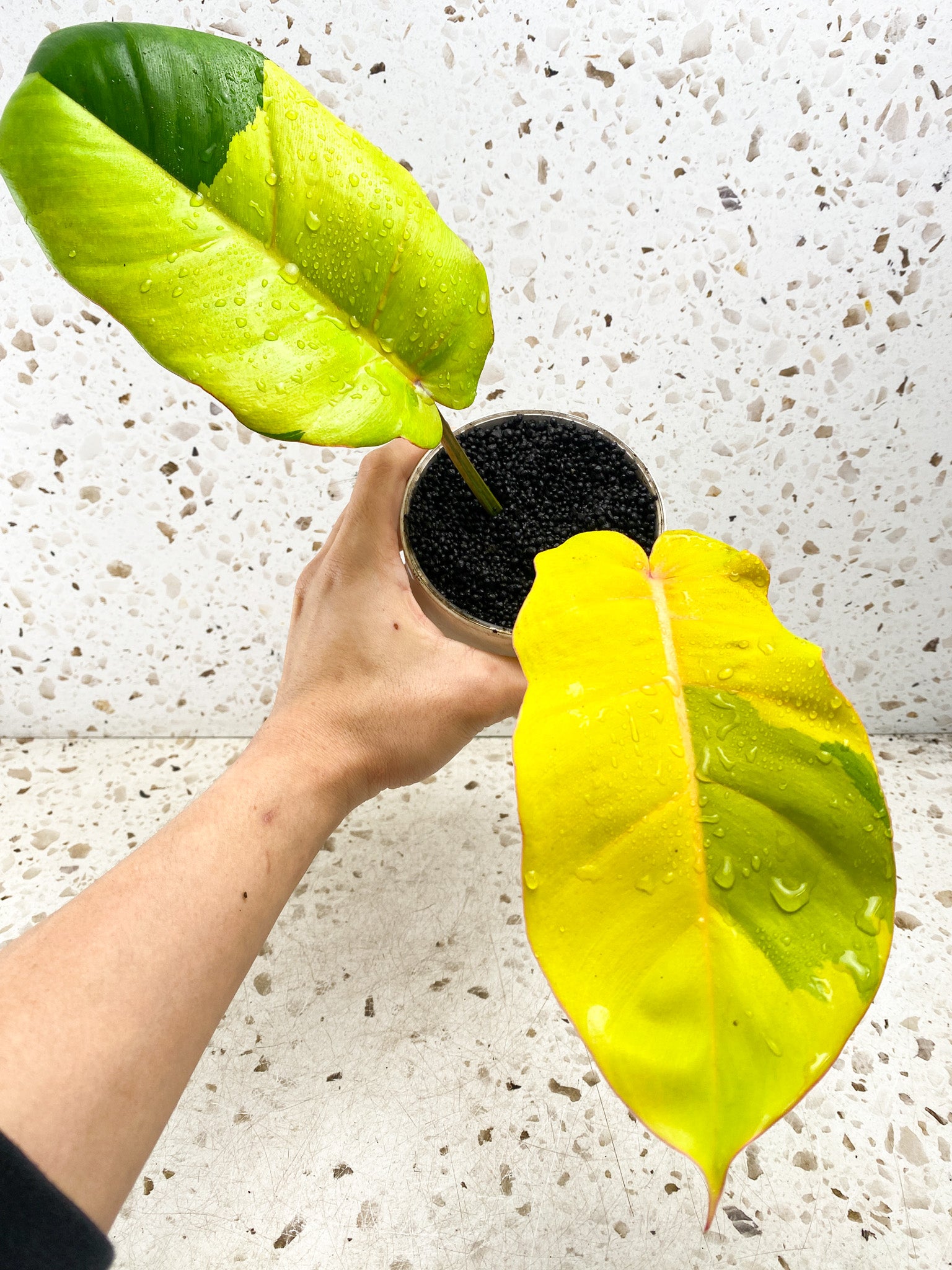 Philodendron Jungle Fever 2 leaves 1 sprout Top Cutting