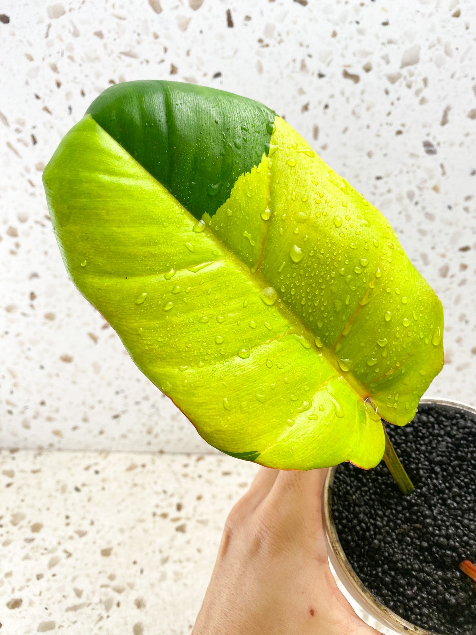 Philodendron Jungle Fever 2 leaves 1 sprout Top Cutting