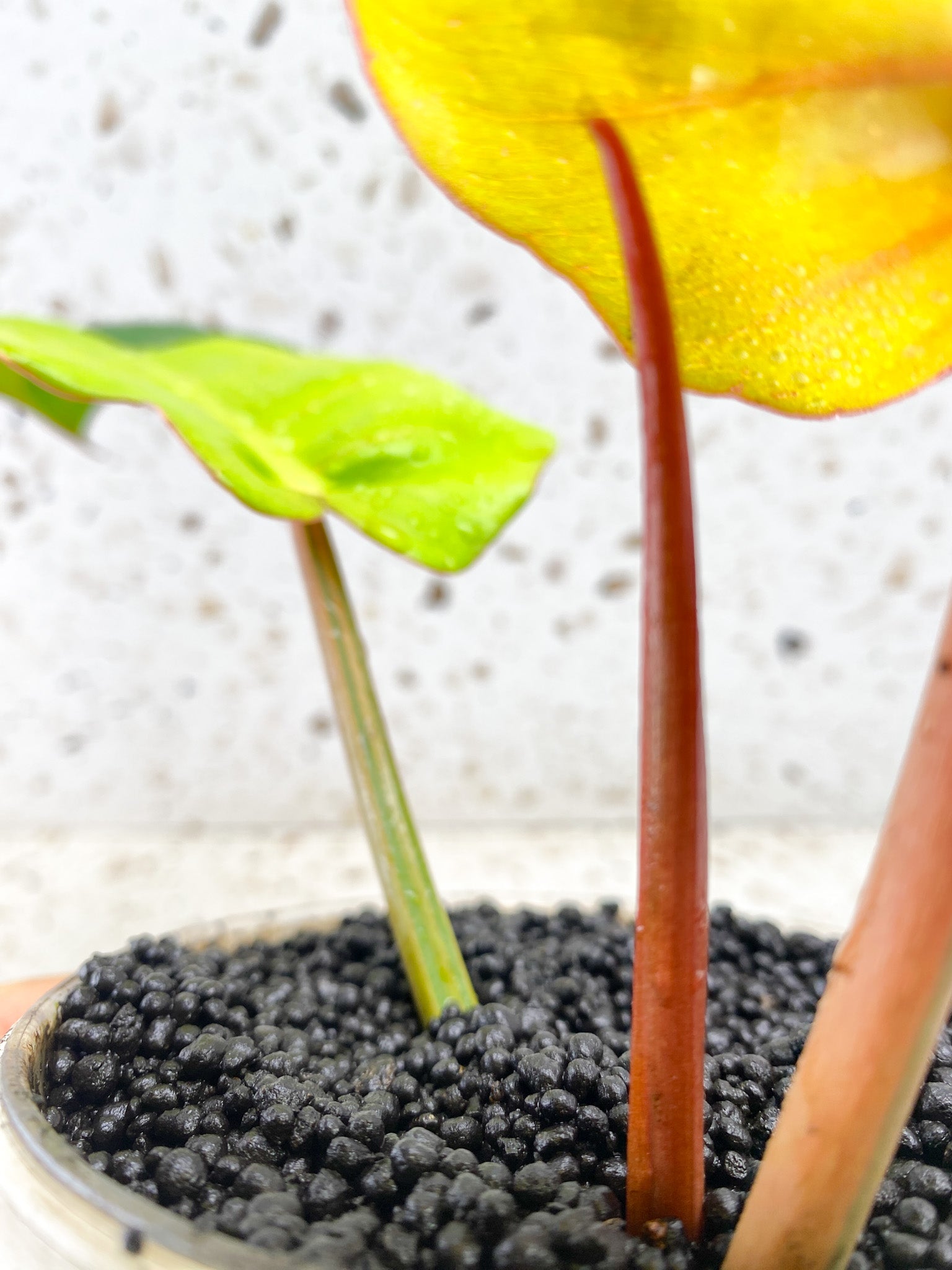 Philodendron Jungle Fever 2 leaves 1 sprout Top Cutting